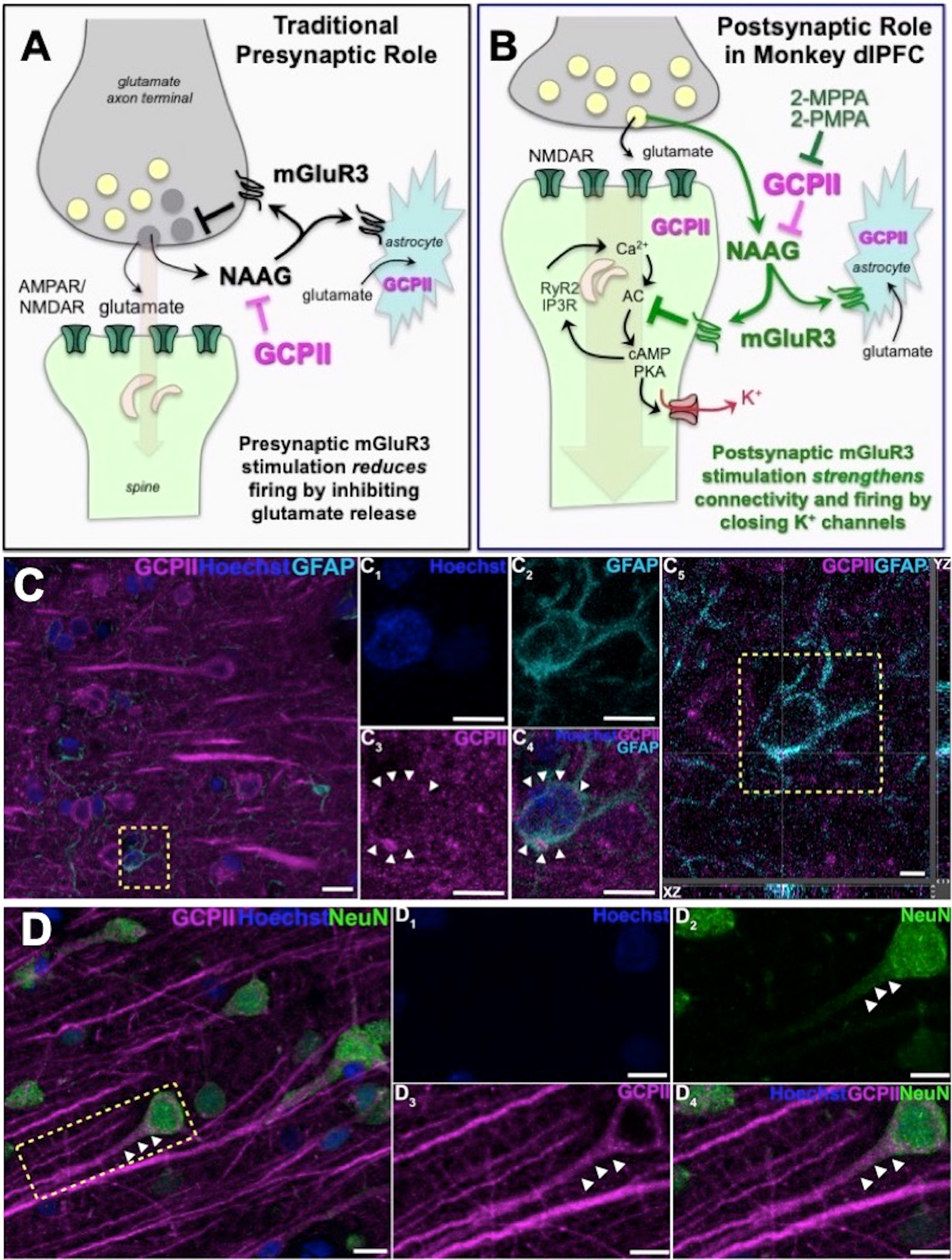 Inhibition Of Glutamate Carboxypeptidase Ii In Dorsolateral Prefrontal Cortex Potential Therapeutic Target For Neuroinflammatory Cognitive Disorders Molecular Psychiatry