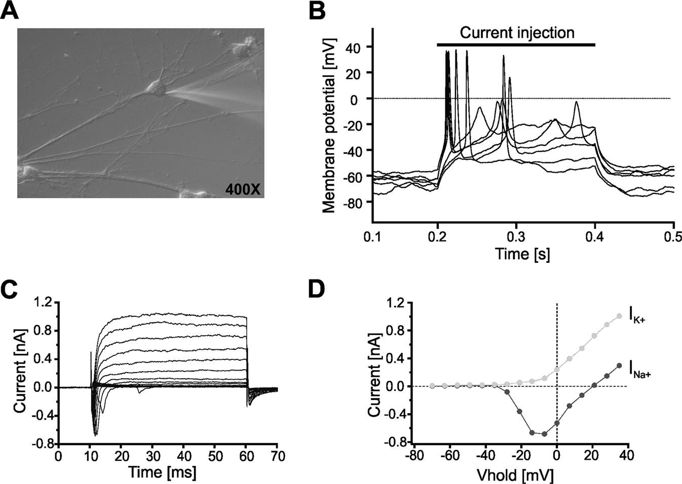 Fig. 4: Electrophysiological characterization of iPSC-derived neurons.