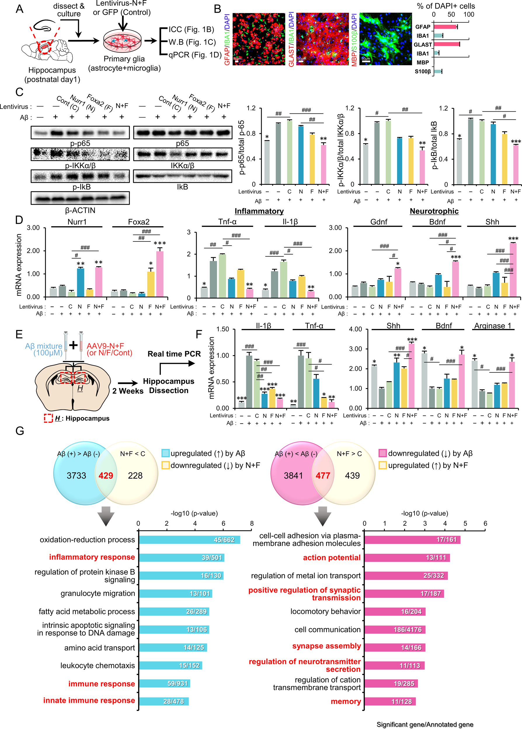 Adeno-associated virus (AAV) 9-mediated gene delivery of Nurr1 and Foxa2  ameliorates symptoms and pathologies of Alzheimer disease model mice by  suppressing neuro-inflammation and glial pathology | Molecular Psychiatry