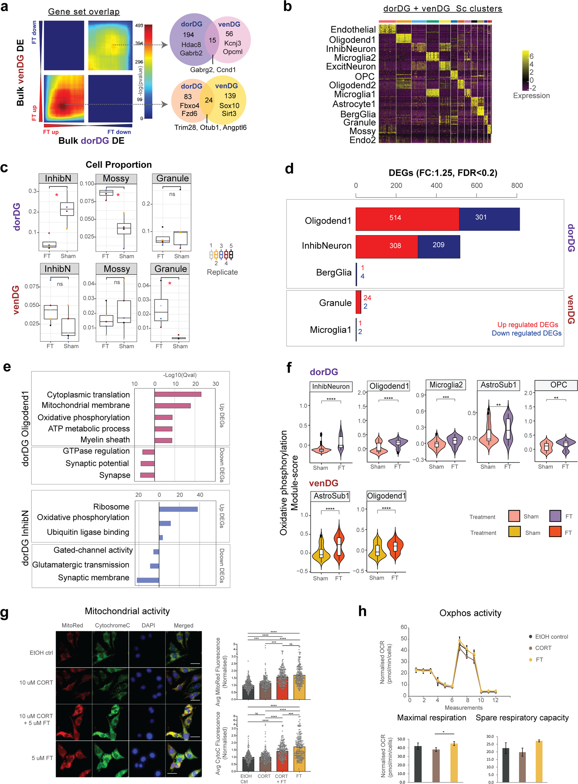 Fig. 4: Cellular landscape of fluoxetine action in dorDG and venDG.