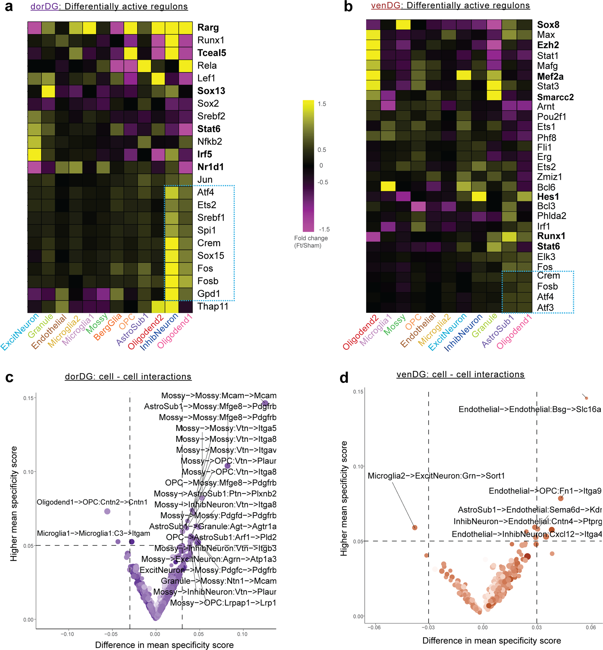 Fig. 5: Association of dorDG and venDG cell types with master regulators and cellular cross-talks.