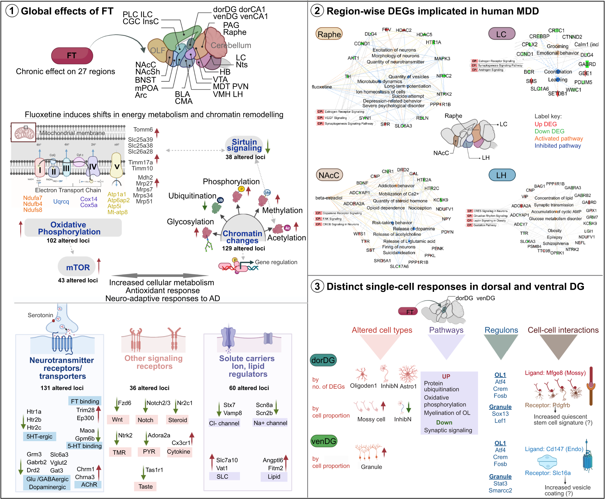 Fig. 6: Schematic summary of effects of chronic fluoxetine identified in this study.