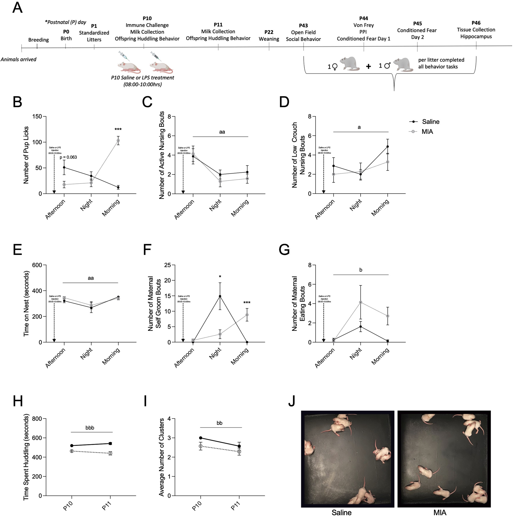 Got Milk Maternal Immune Activation During The Mid Lactational Period Affects Nutritional Milk Quality And Adolescent Offspring Sensory Processing In Male And Female Rats Molecular Psychiatry