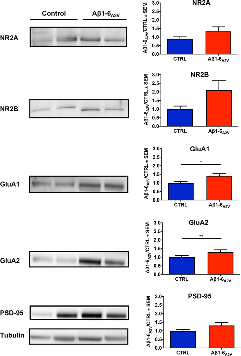 Fig. 5: Effects of Aβ1-6A2V(D) on synaptic integrity.