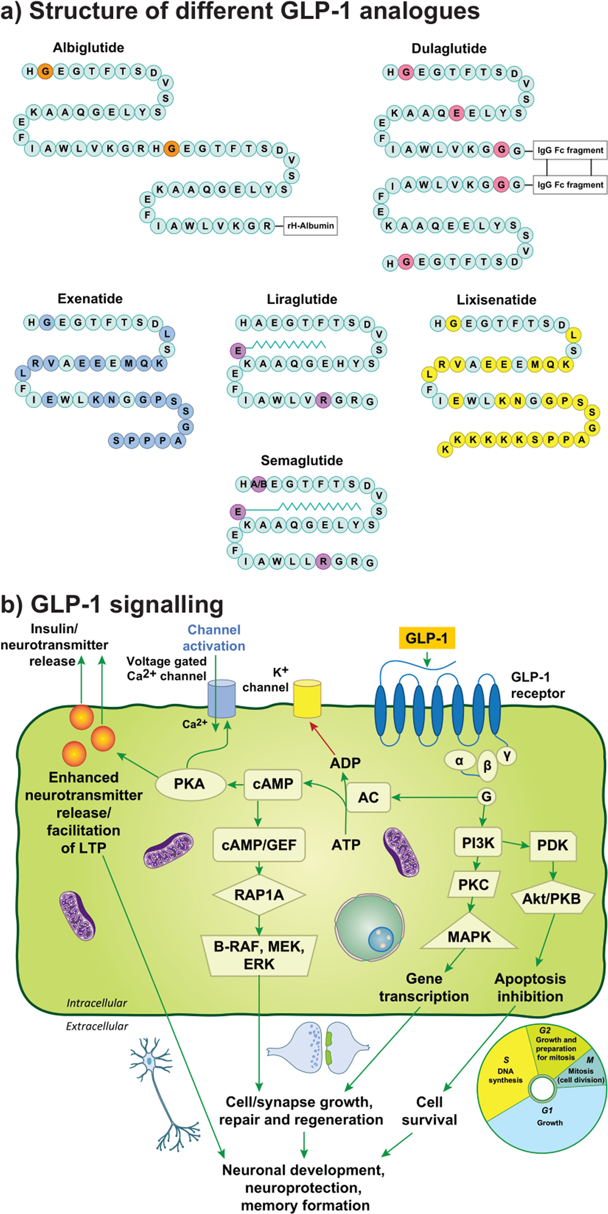 is glp-1 tirzepatide Your Off-Brand GLP-1 Is Dirtier Than You Think