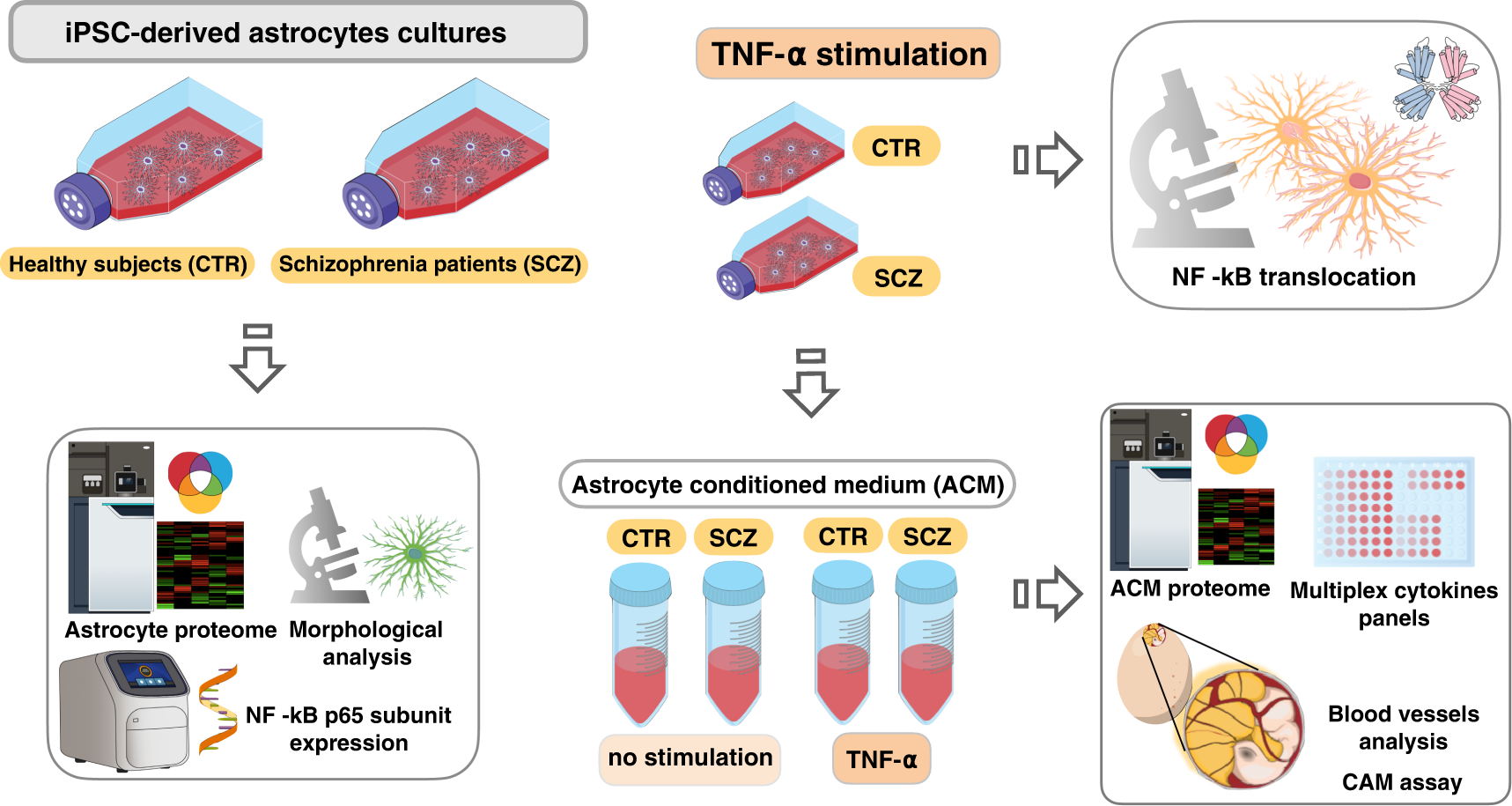 Induced pluripotent stem cell-derived astrocytes from patients with  schizophrenia exhibit an inflammatory phenotype that affects  vascularization | Molecular Psychiatry