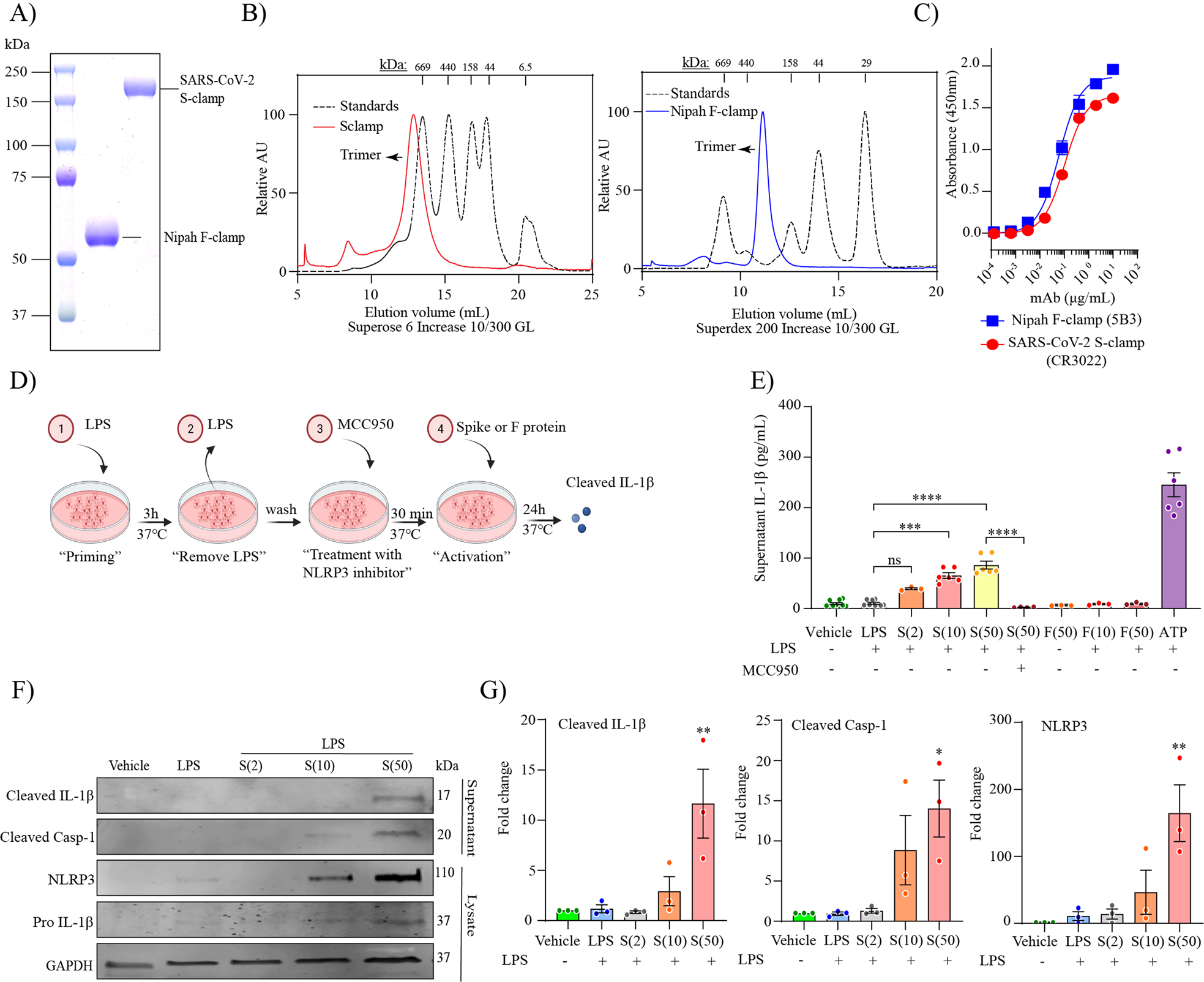 Fig. 3: SARS-CoV-2 spike protein activates the NLRP3 inflammasome in LPS-primed MDMi.
