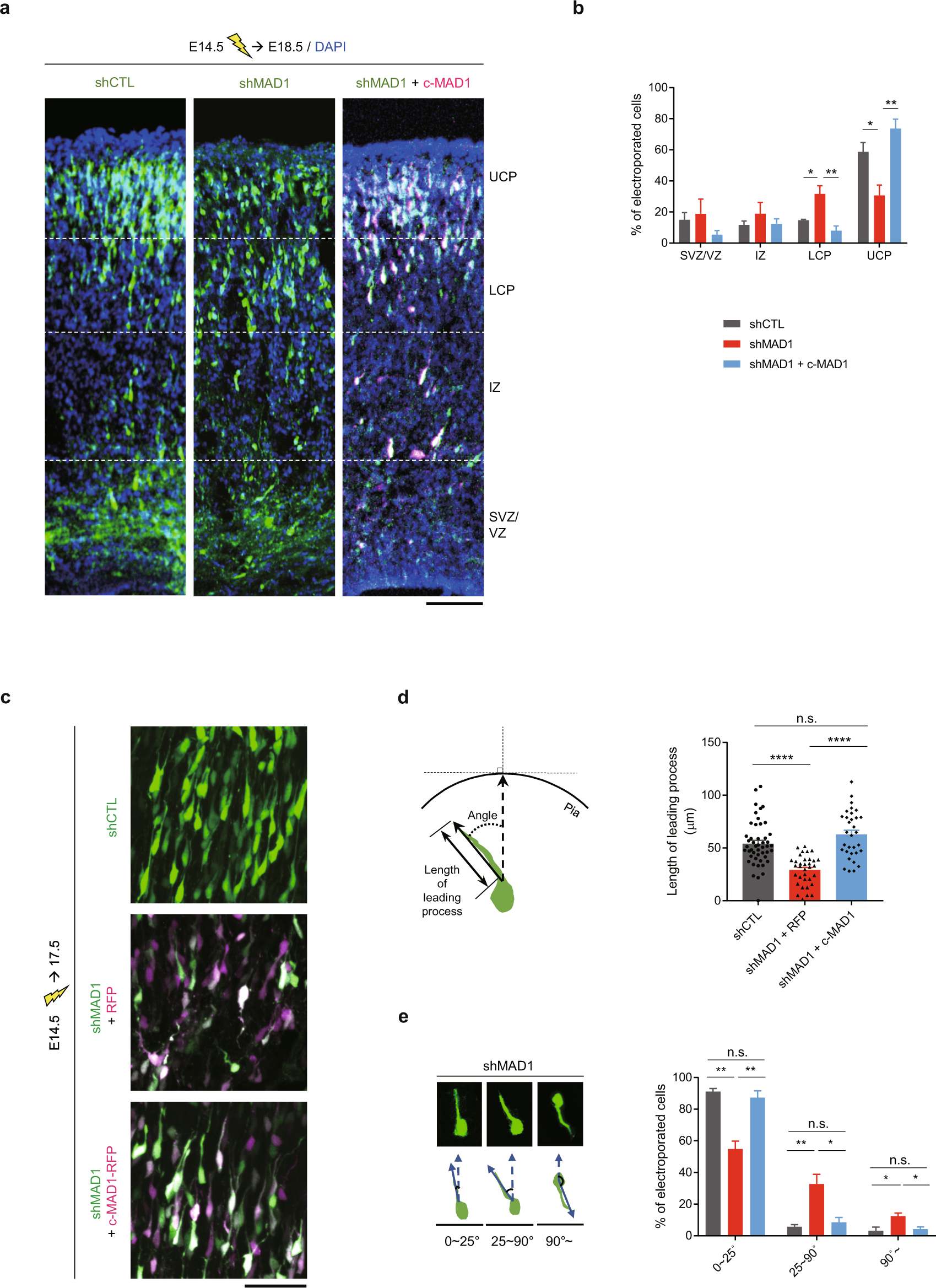 Rac1 Regulates Neuronal Polarization through the WAVE Complex