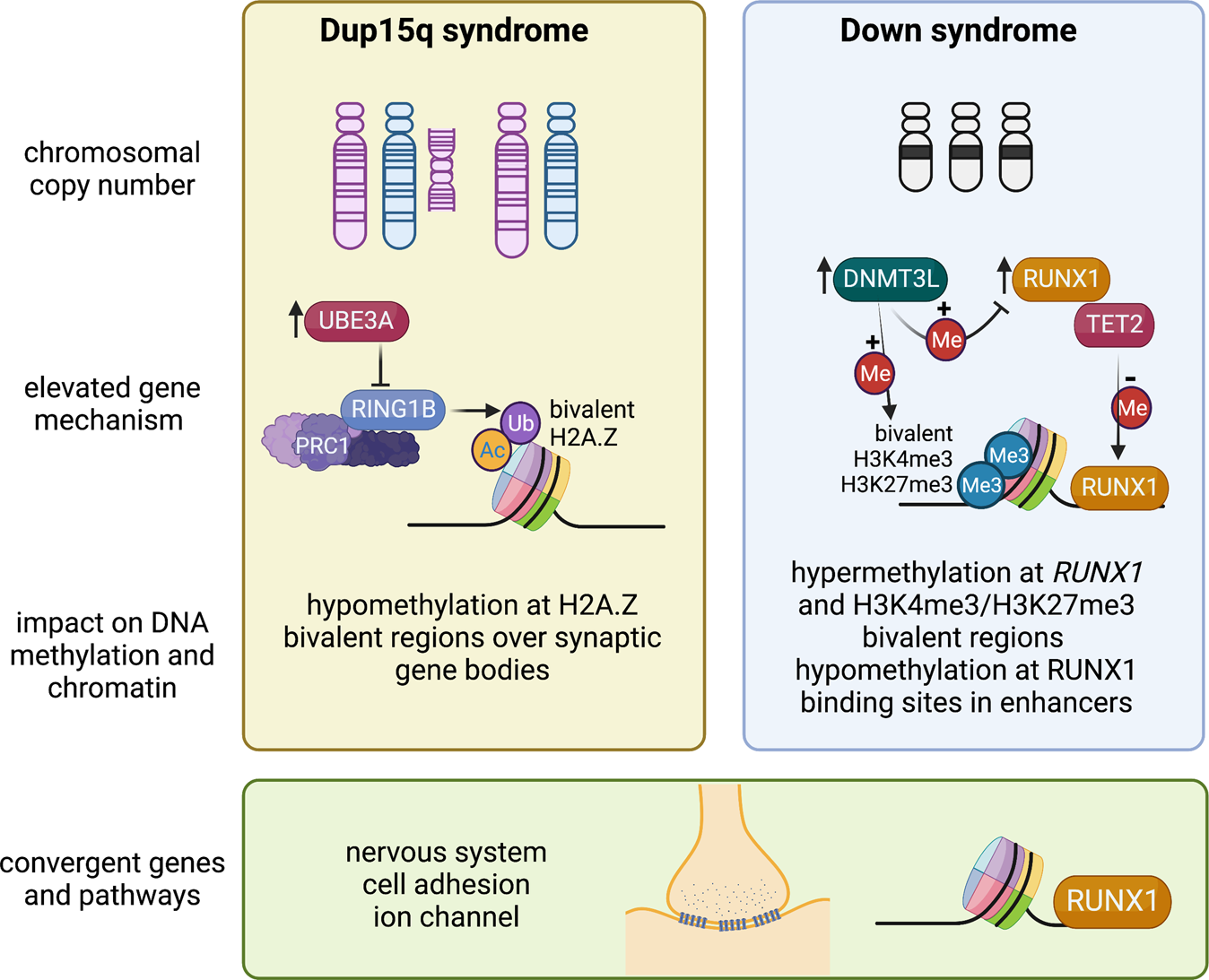 Extending the clinical and genetic spectrum of ARID2 related intellectual  disability. A case series of 7 patients - ScienceDirect