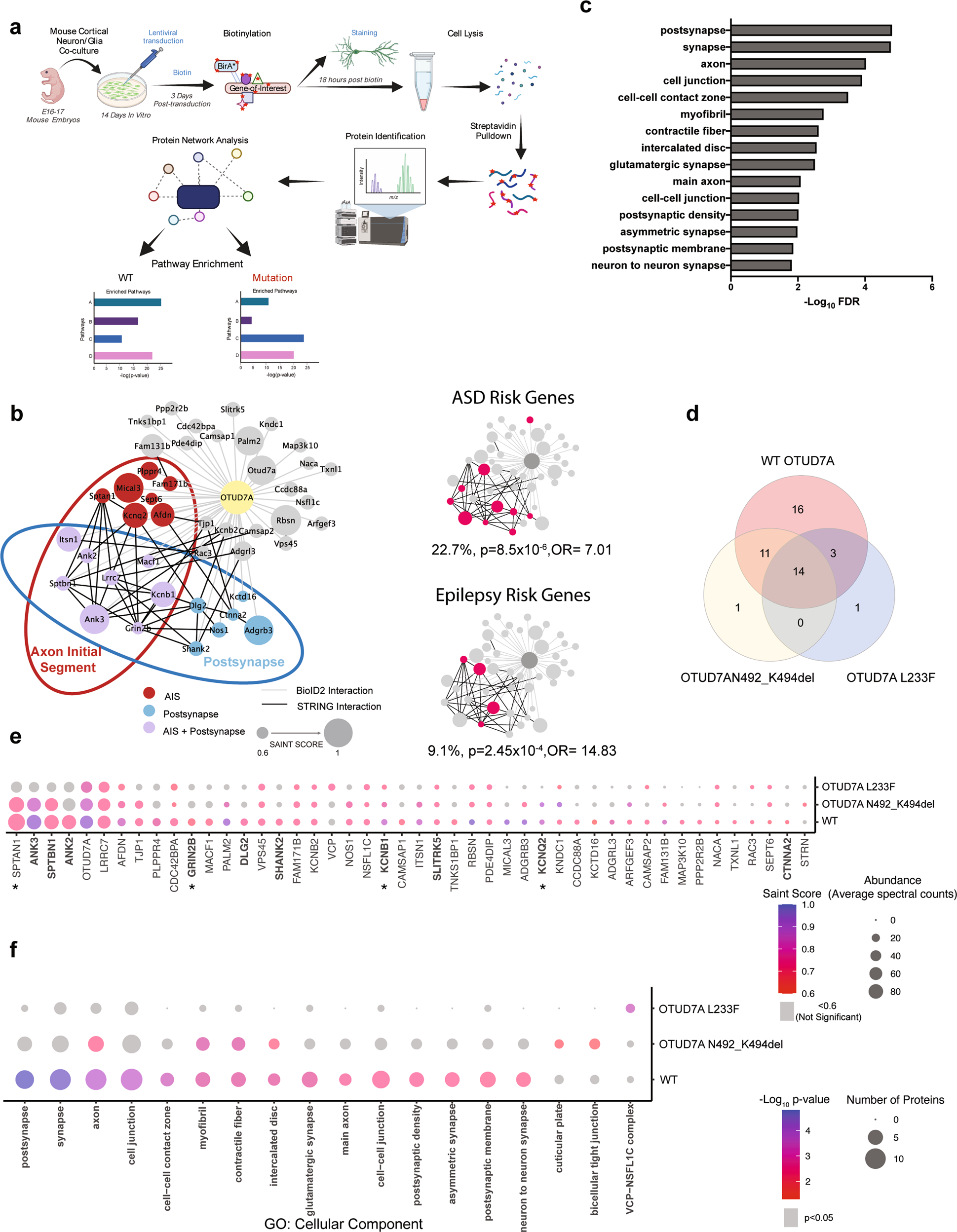 Fig. 3: Neuron-specific BioID2 reveals an OTUD7A PPI network enriched for postsynaptic and axonal proteins which is impacted by patient mutations.