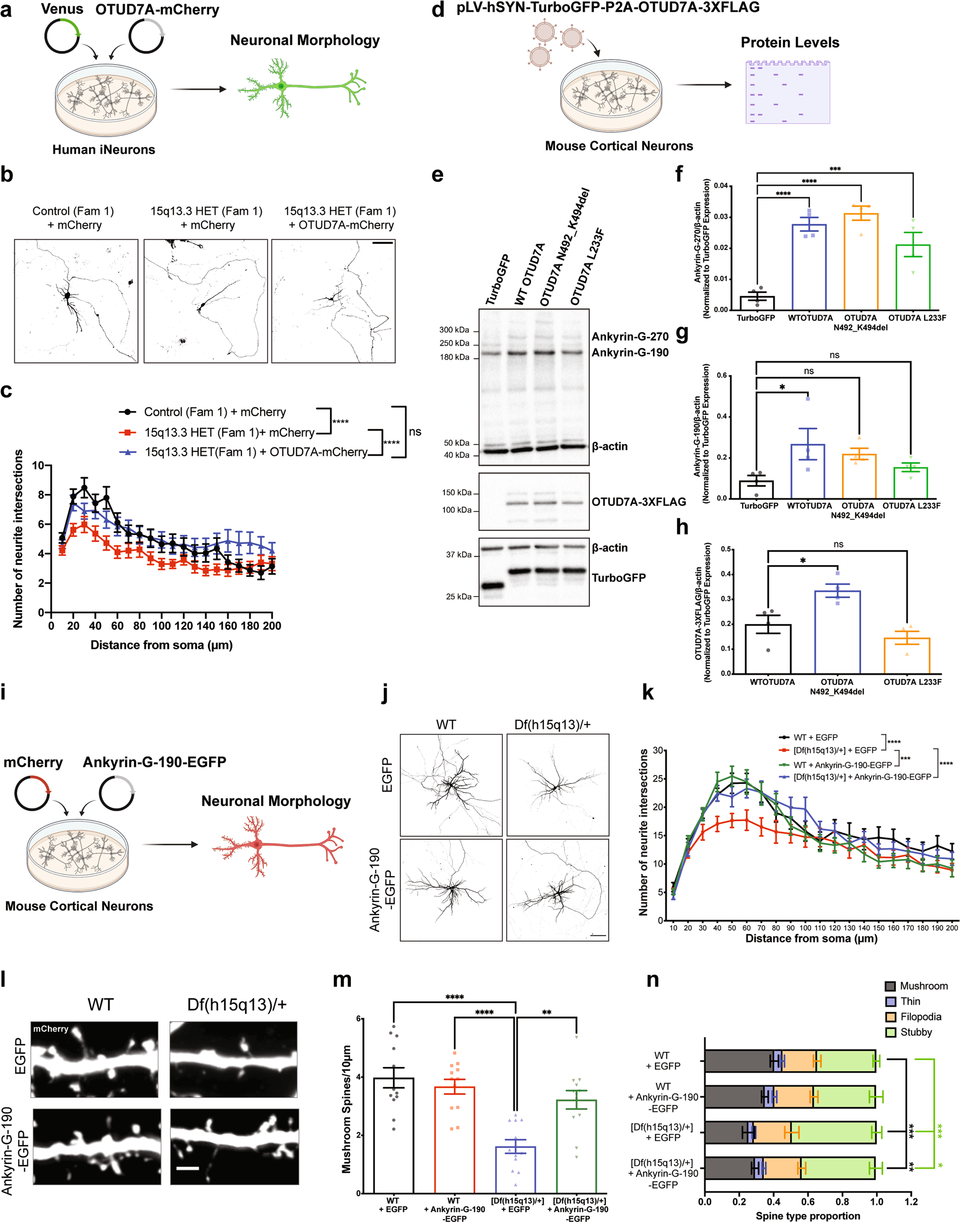 Fig. 7: Ectopic expression of OTUD7A or Ankyrin-G rescues morphological impairments in human 15q13.3 microdeletion patient iNeurons or Df(h15q13)/+ cortical neurons.
