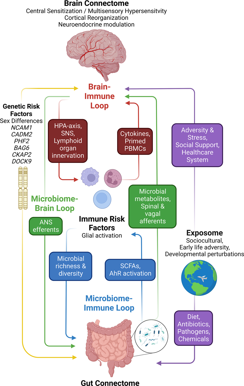 The neurobiology of irritable bowel syndrome