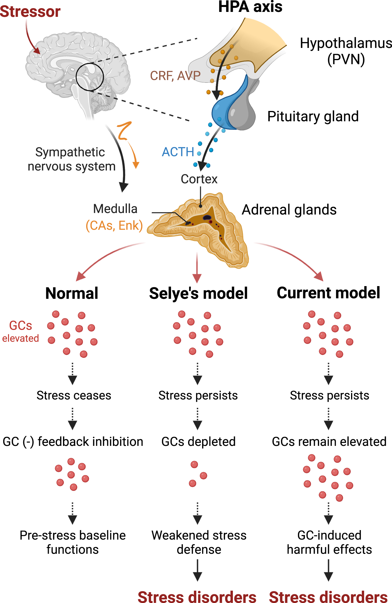 Neurocognitive effects of stress: a metaparadigm perspective