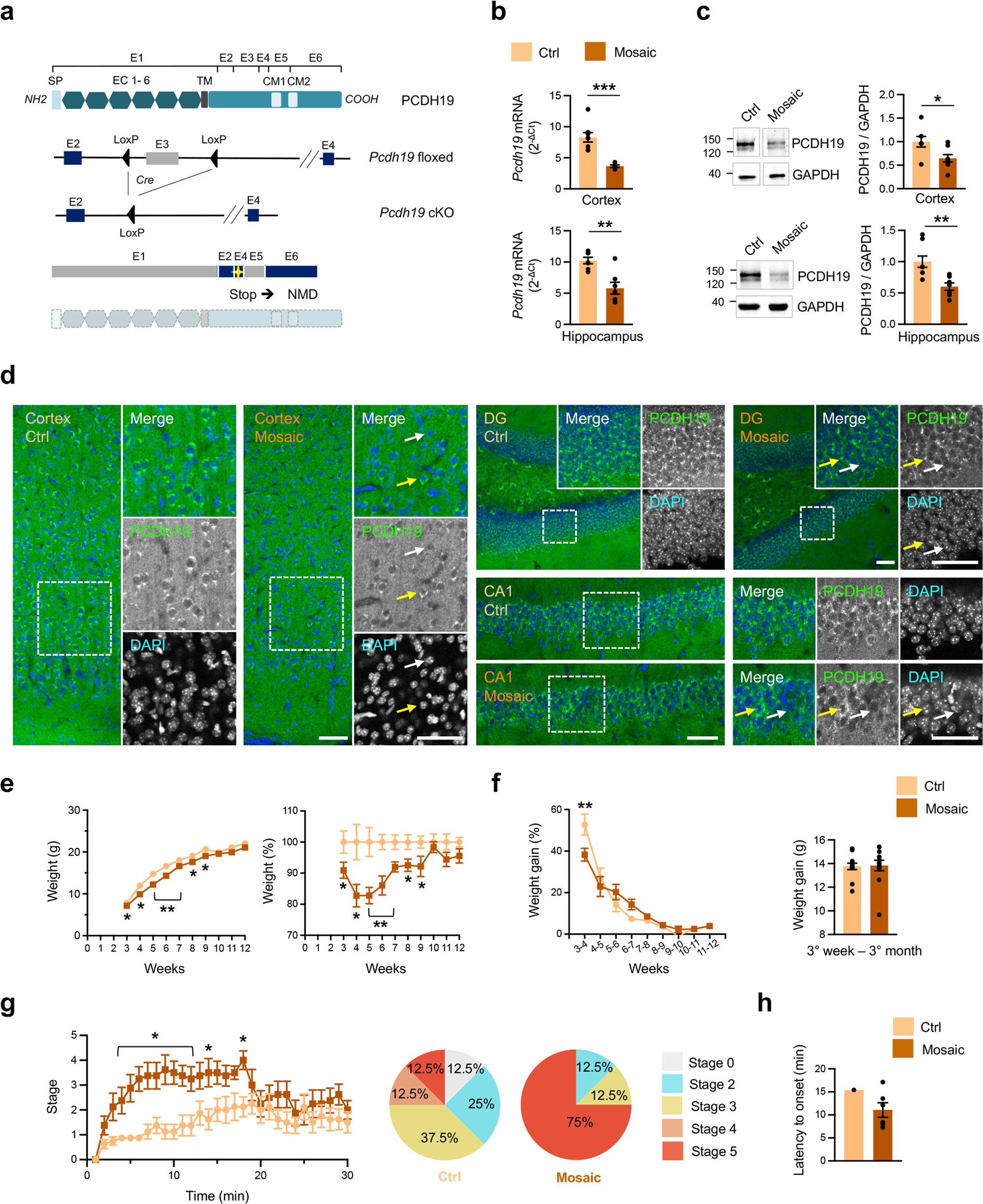 PCDH19 mosaic Psychiatry in knockout Molecular activity are expression impaired a connectivity and with network mouse | conditional Neuronal model