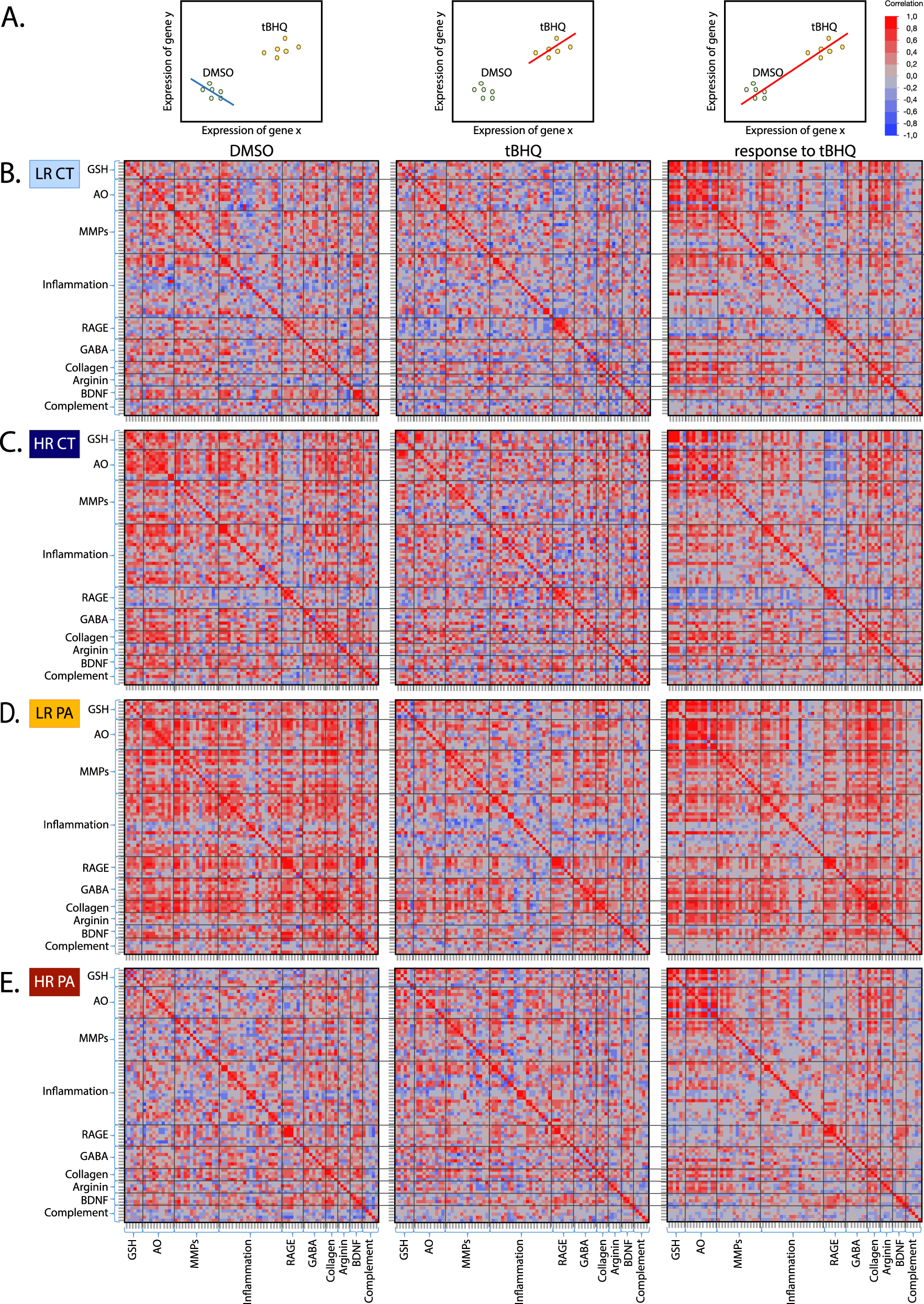 Fig. 3: Correlation matrix with multiple correction to investigate the regulation of the various genes between pathways, under DMSO or tBHQ conditions, and in the response to tBHQ.