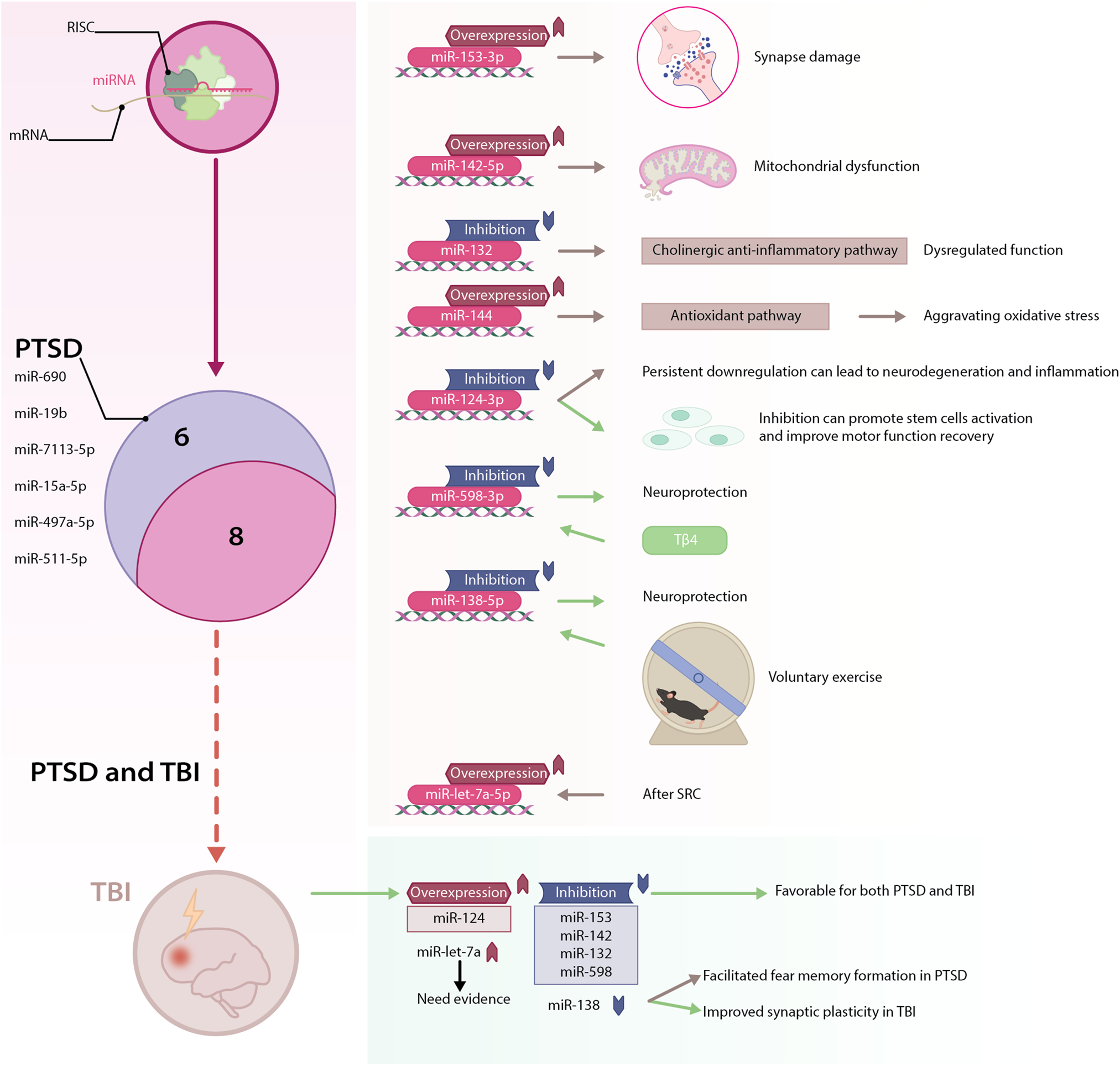 Fig. 3: PTSD-TBI-common miRNAs reported in TBI.