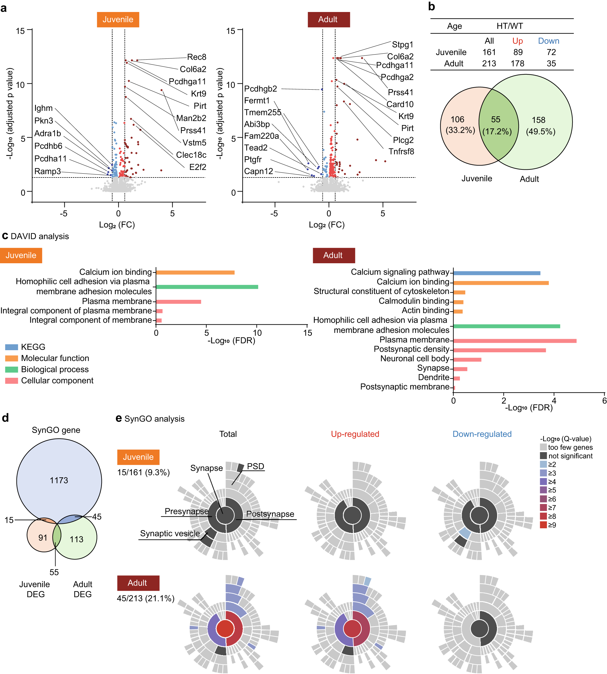 Fig. 2: Synapse-related transcriptomic changes in the Adnp-HT juvenile and adult hippocampus as revealed by DEG analyses.