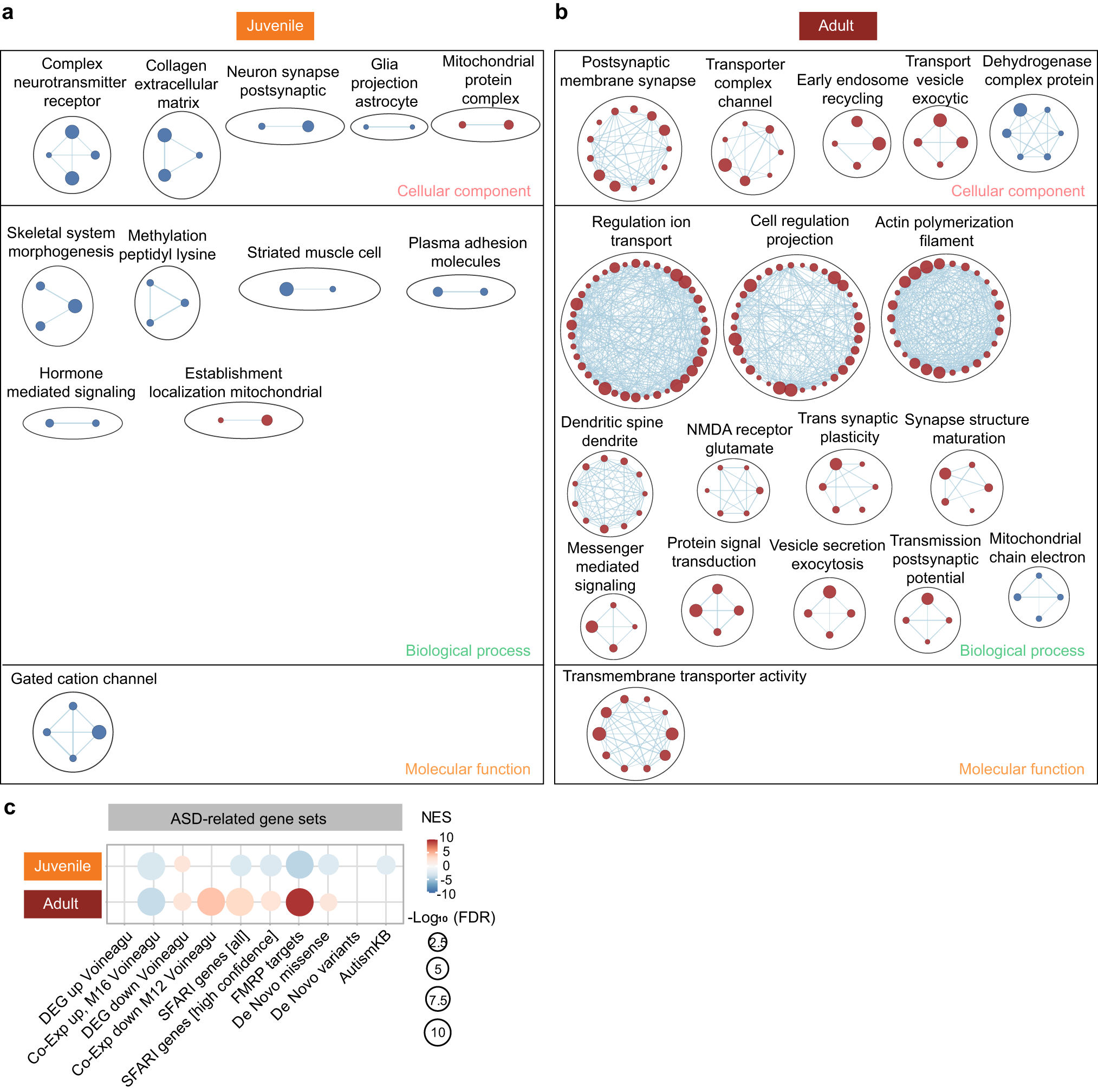 Fig. 3: Synapse- and ASD-related transcriptomic changes in the Adnp-HT juvenile and adult hippocampus, as revealed by GSEA.