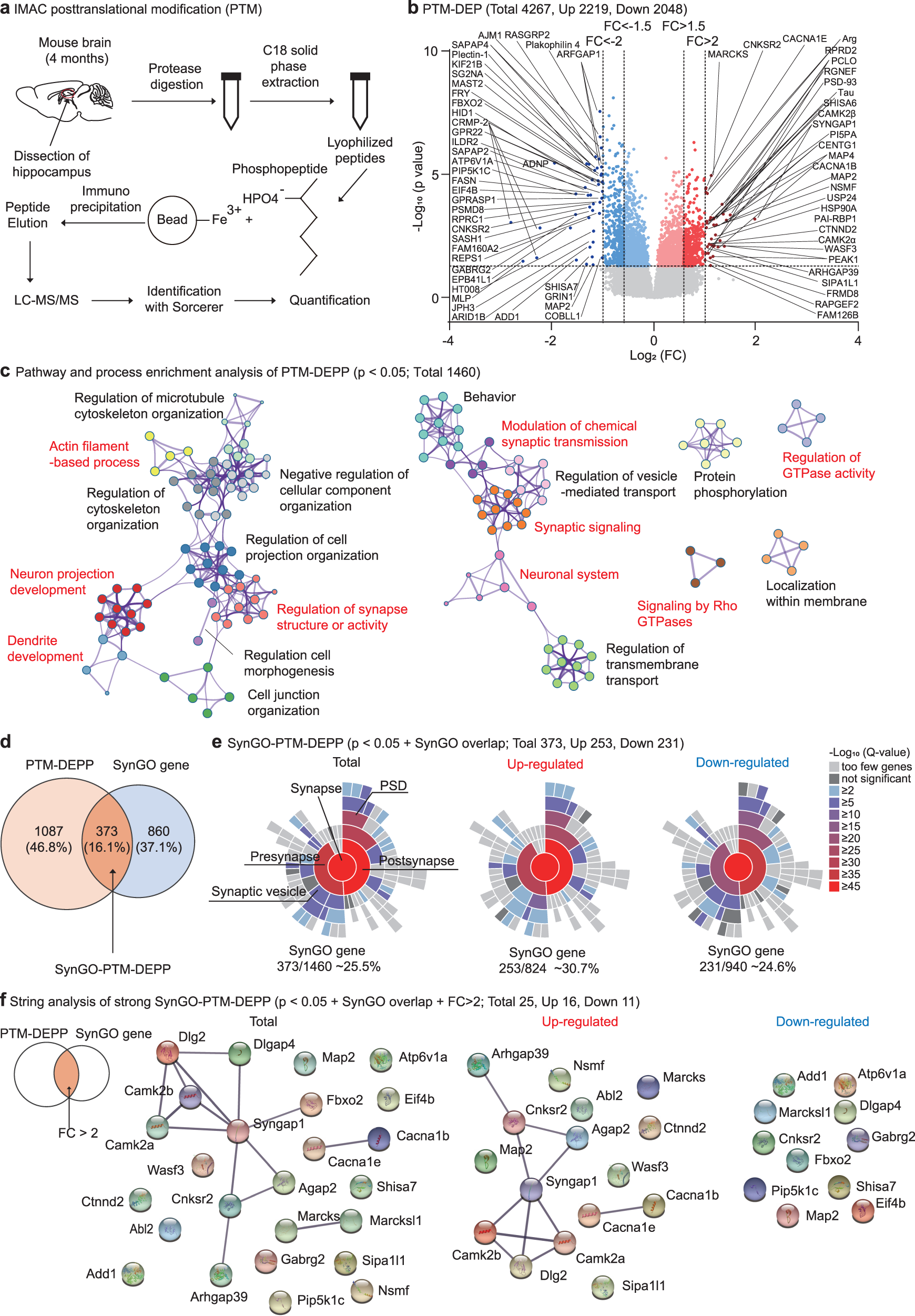 Fig. 4: Synapse-related phospho-proteomic changes in the adult Adnp-HT hippocampus.