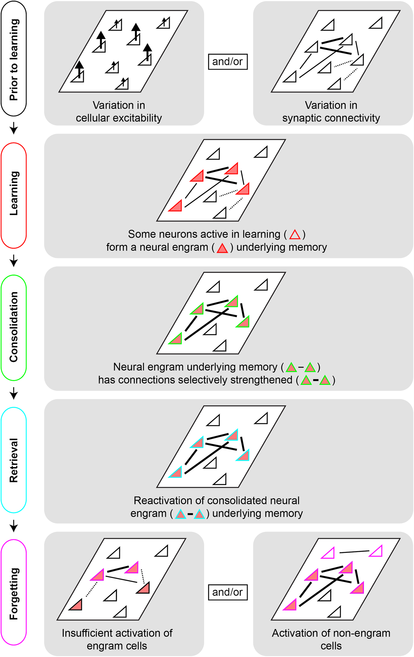 Engram neurons: Encoding, consolidation, retrieval, and forgetting of  memory | Molecular Psychiatry