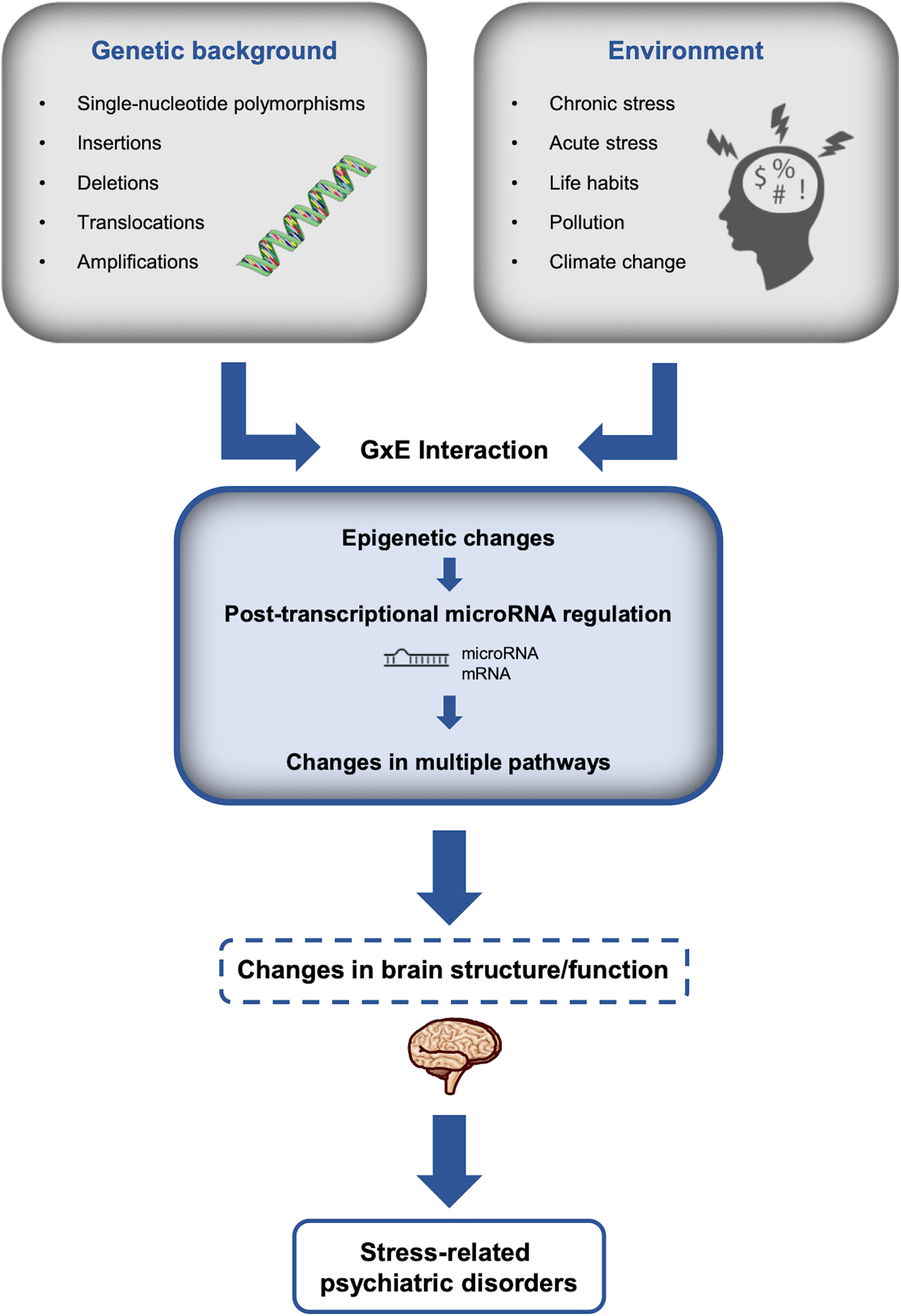 Stress, microRNAs, and stress-related psychiatric disorders an overview Molecular Psychiatry image