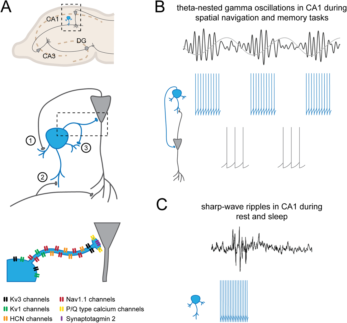 Fast-spiking parvalbumin-positive interneurons in brain physiology 
