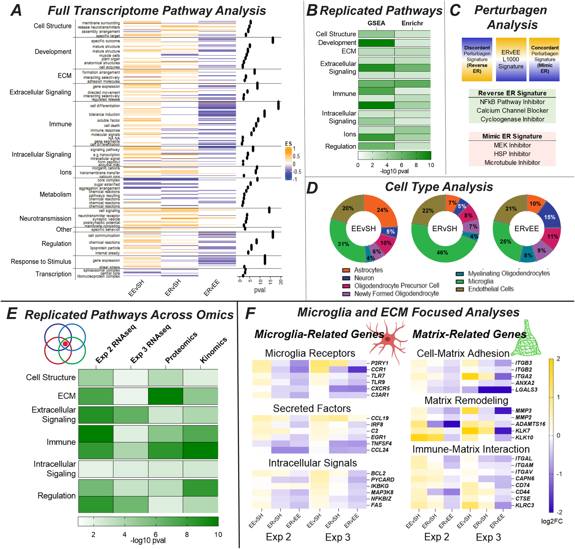 Fig. 2: Multi-omics indicates ER alterations to microglia and the extracellular matrix.