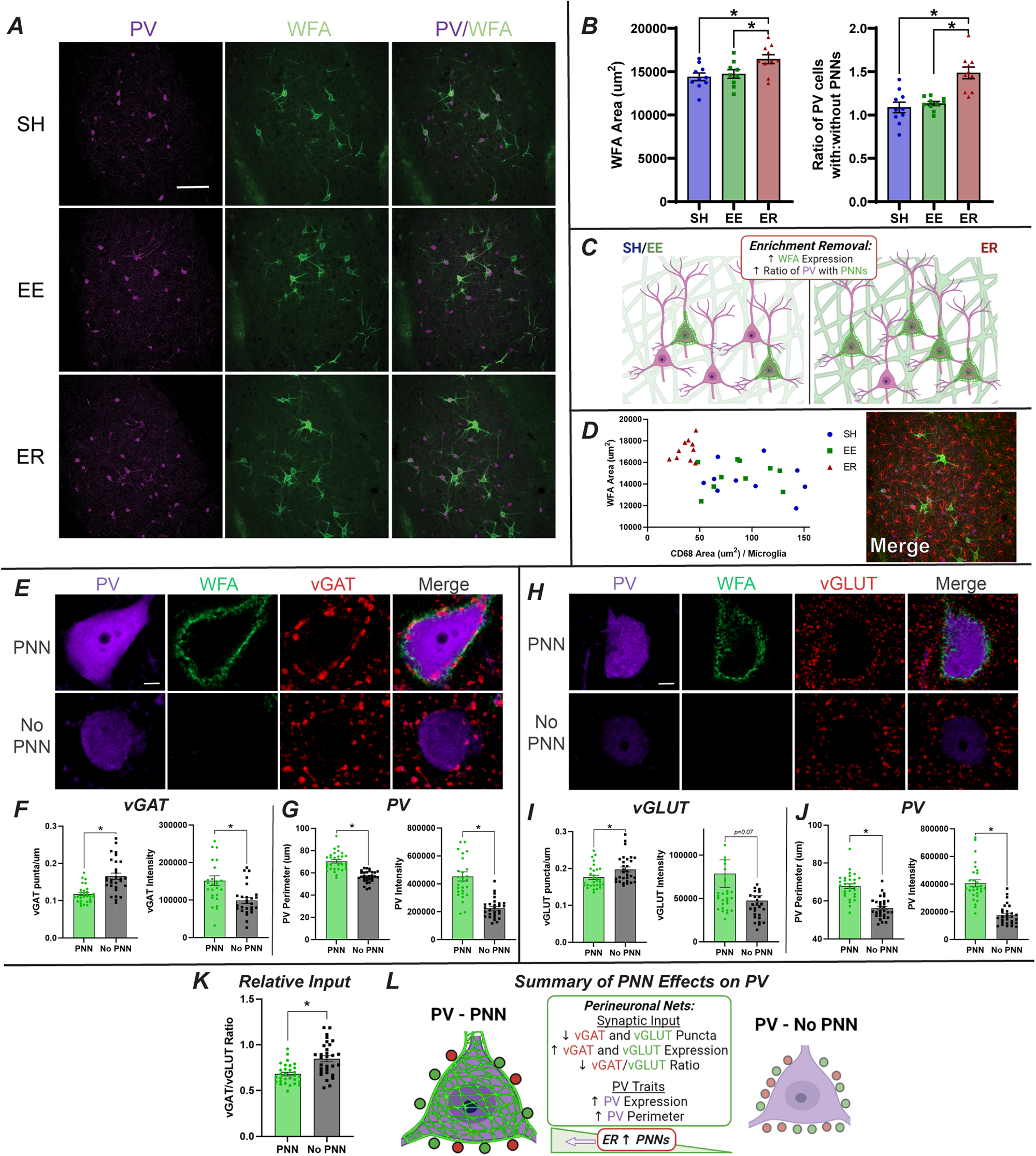 Fig. 4: ER increases BLA ECM and PNNs on PV interneurons, altering PV synaptic inputs and phenotypic characteristics.