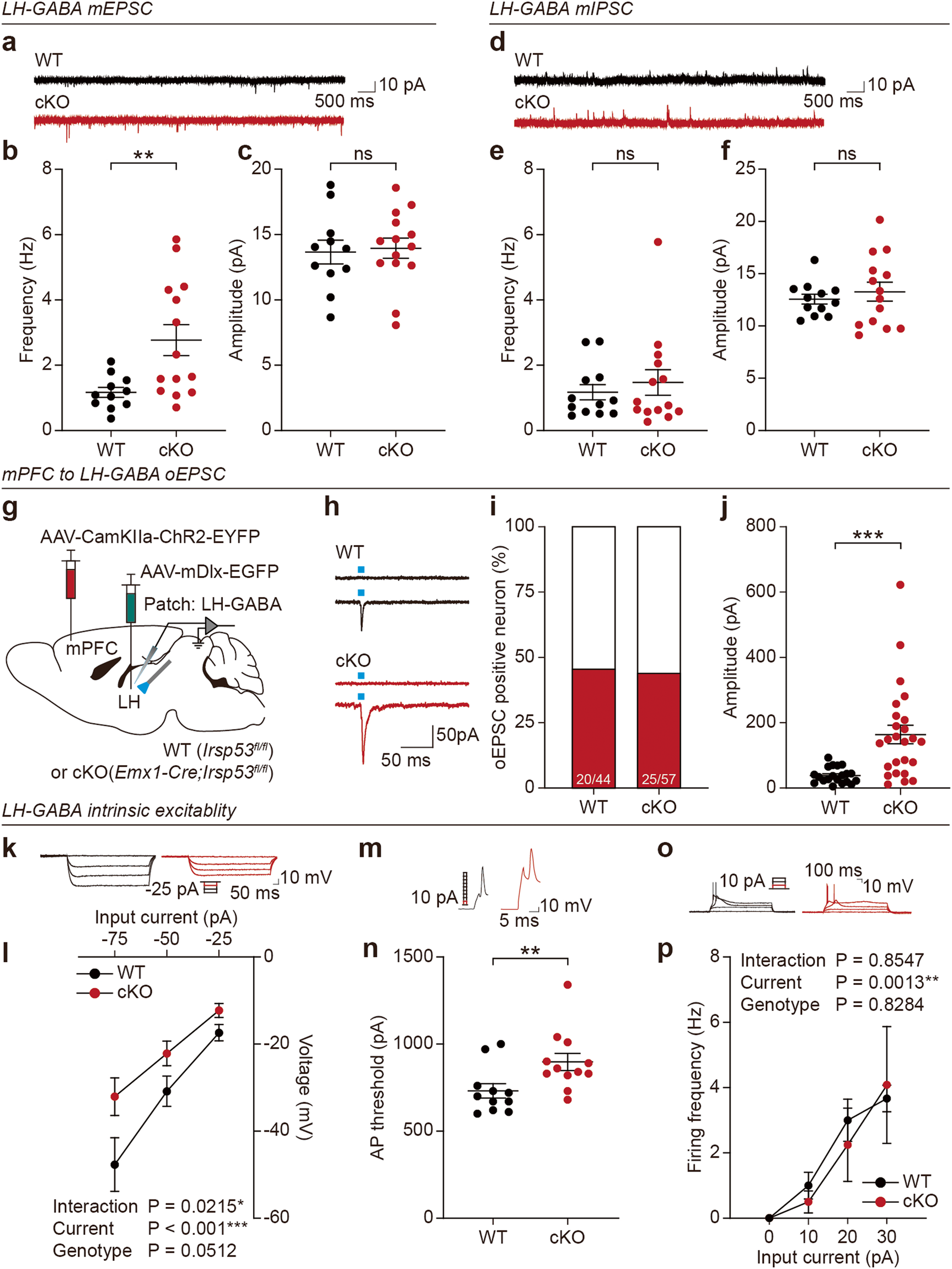 Fig. 4: Emx1-Cre;Irsp53fl/fl LH-GABA neurons show increased excitatory synaptic transmission but decreased excitability.