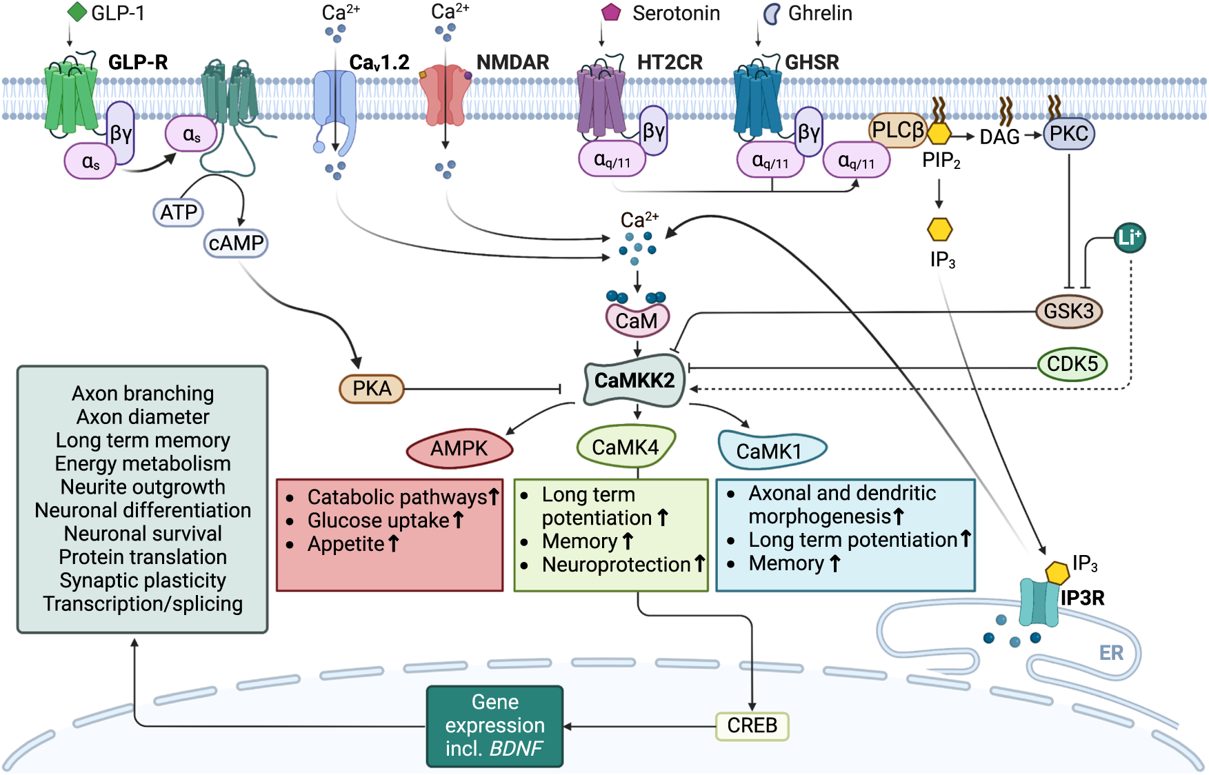 CaMKK2 as an emerging treatment target for bipolar disorder Molecular Psychiatry