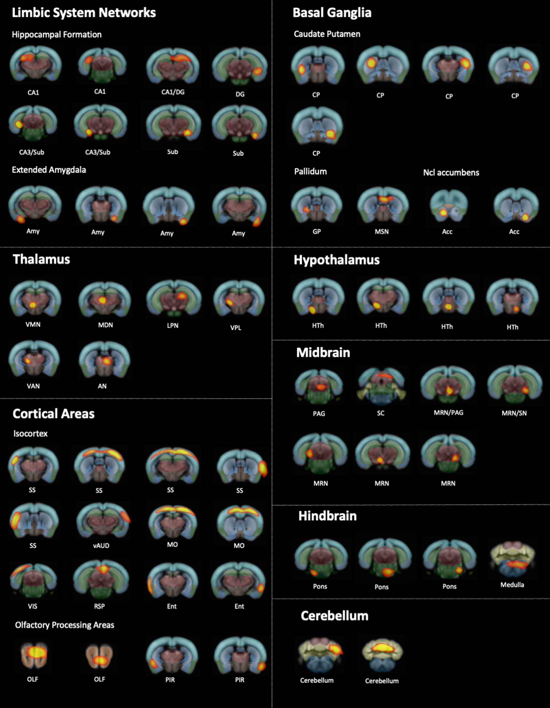 Fig. 2: Brain components generated by group independent component analysis (ICA) applied to cohort 2: NR1 offspring at the age of 8 weeks together with 8w-controls.