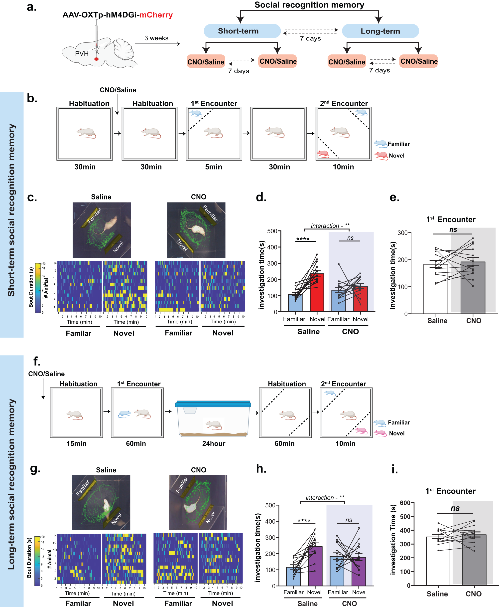 Fig. 1: Chemogenetic silencing of PVH-OXT neurons impairs short- and long-term SRM.