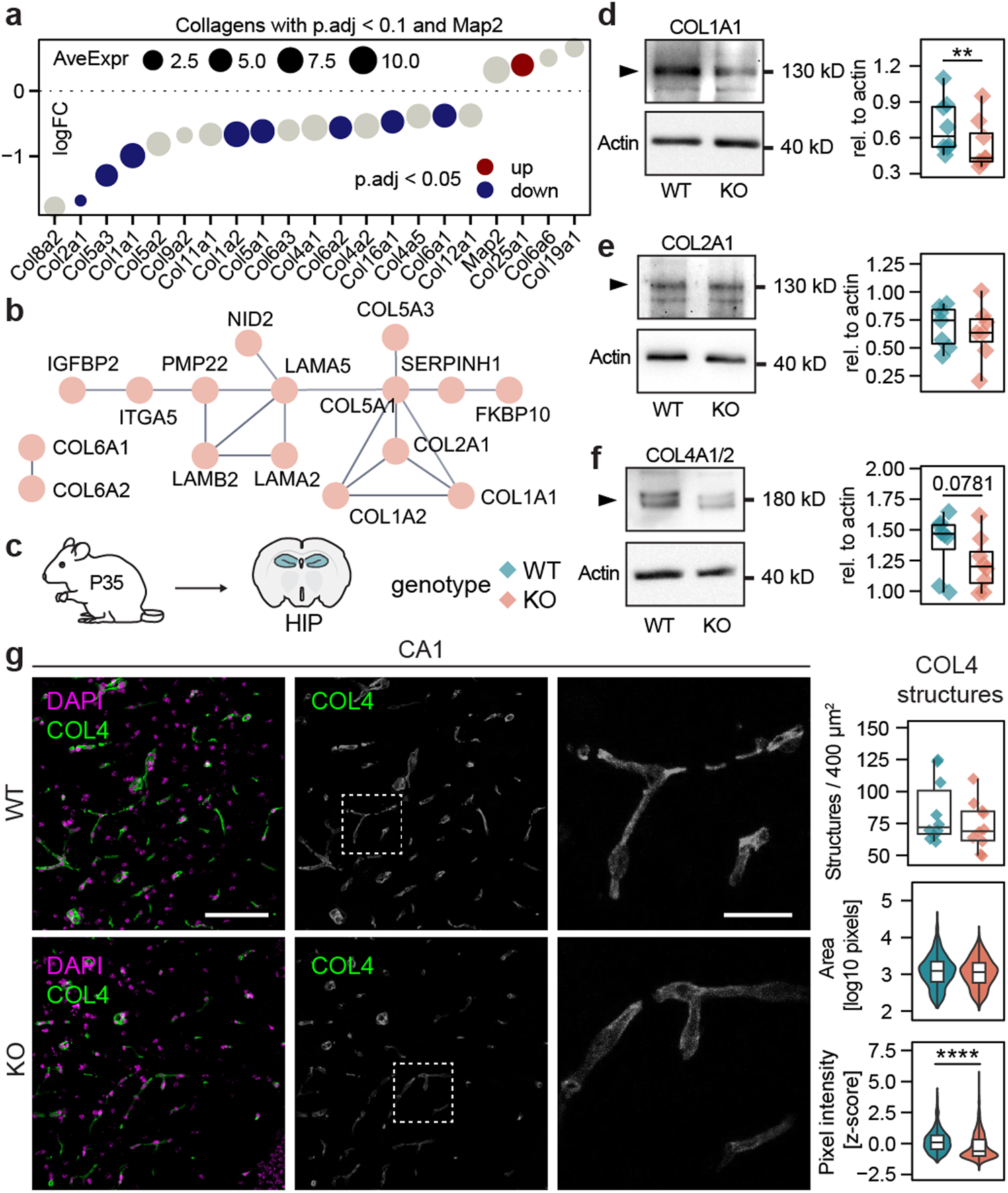 Fig. 3: In vivo alterations of ECM proteins in the hippocampi of Shank3∆11(−/−) mice.