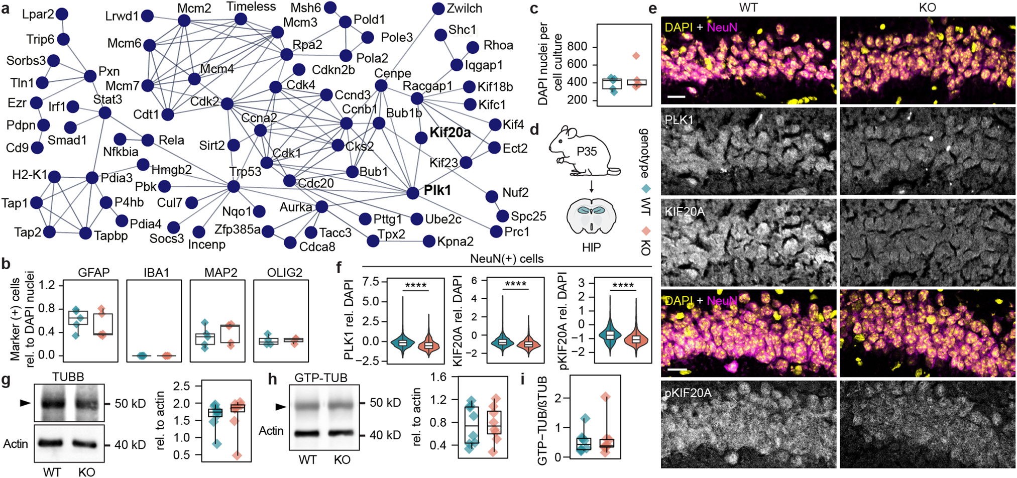 Fig. 4: In vivo alterations of cell cycle proteins in the hippocampi of Shank3∆11(−/−) mice.