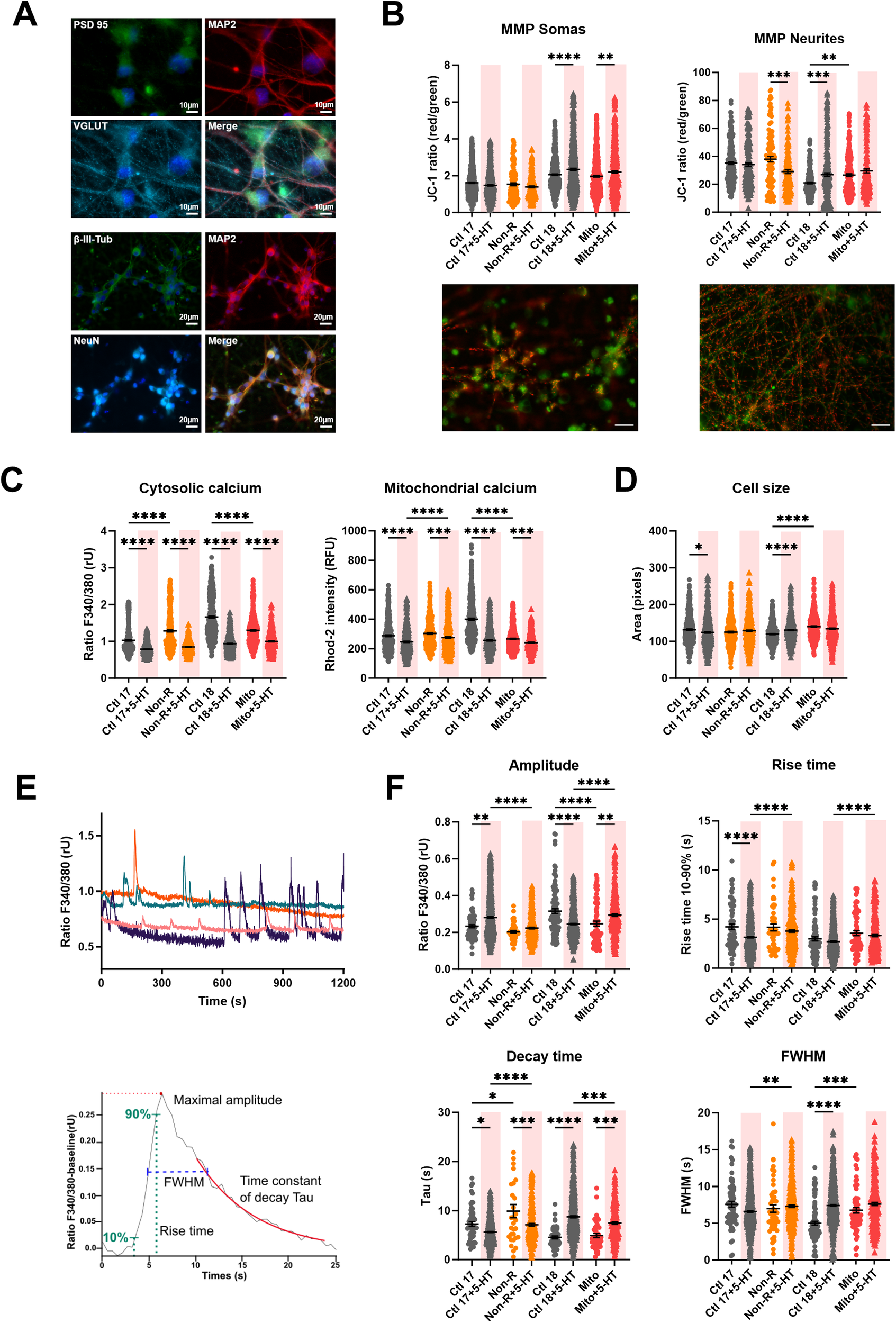 Fig. 3: Effect of serotonin on mitochondrial membrane potential (MMP), calcium homeostasis and dynamics in iPS-Neurons.