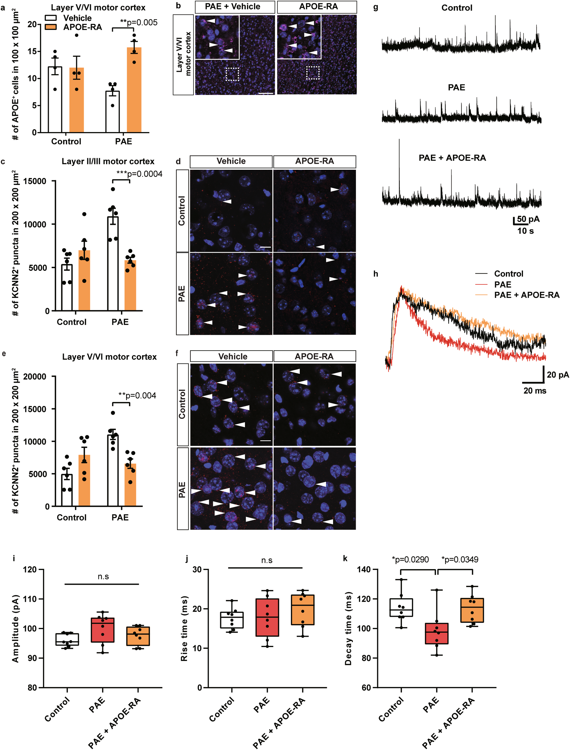 Fig. 3: Postnatal APOE-RA treatment alleviated the decreased endogenous APOE level, excessive KCNN2, and shorter decay time of NMDAR-mediated sEPSC in the motor cortex in PAE mice.