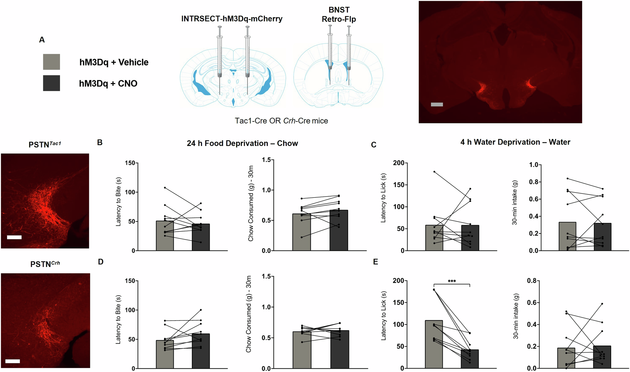 Fig. 6: BNST-projecting PSTNCrh neurons hasten water drinking.