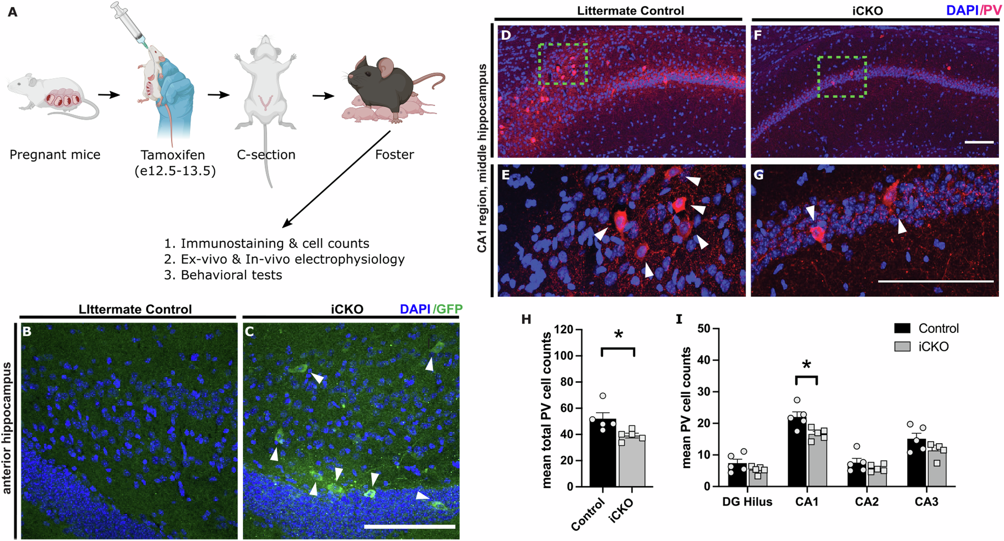 自閉症と発作に関連する脳回路形成を制御する遺伝子を特定 (Study links gene regulating brain circuit formation to autism and seizures)