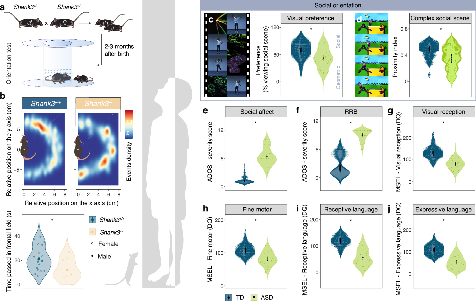 Fig. 1: Shank3 KO mice and autistic children show deficits in social orientation.