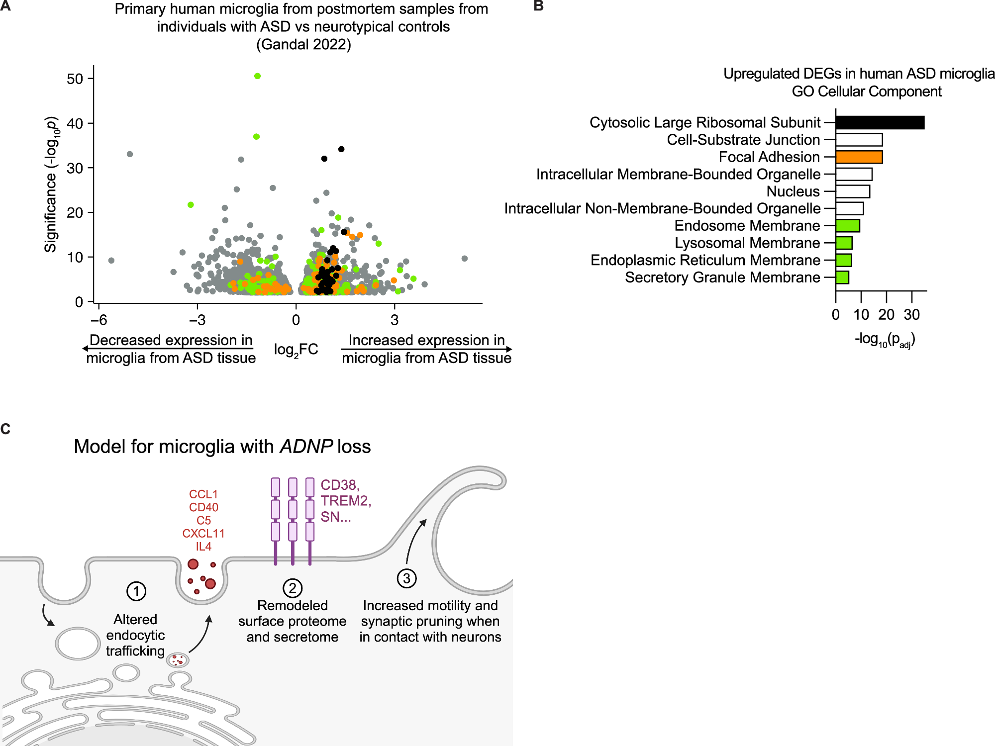 Fig. 7: Altered endocytosis in microglia is supported by transcriptomic data from human ASD brain tissue.