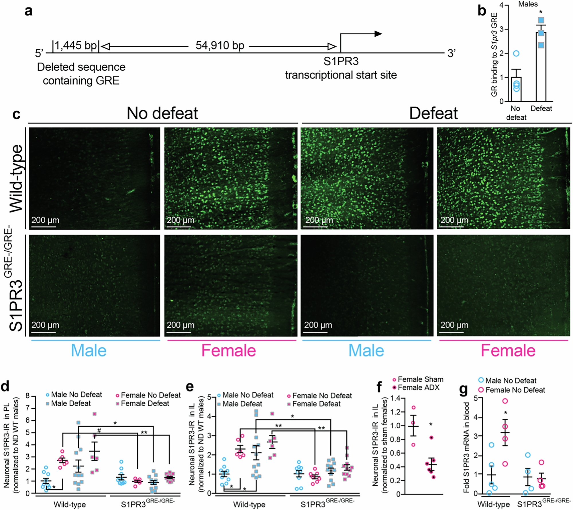Fig. 1: GR-induced S1PR3 is impaired in S1PR3GRE-/GRE- rats.