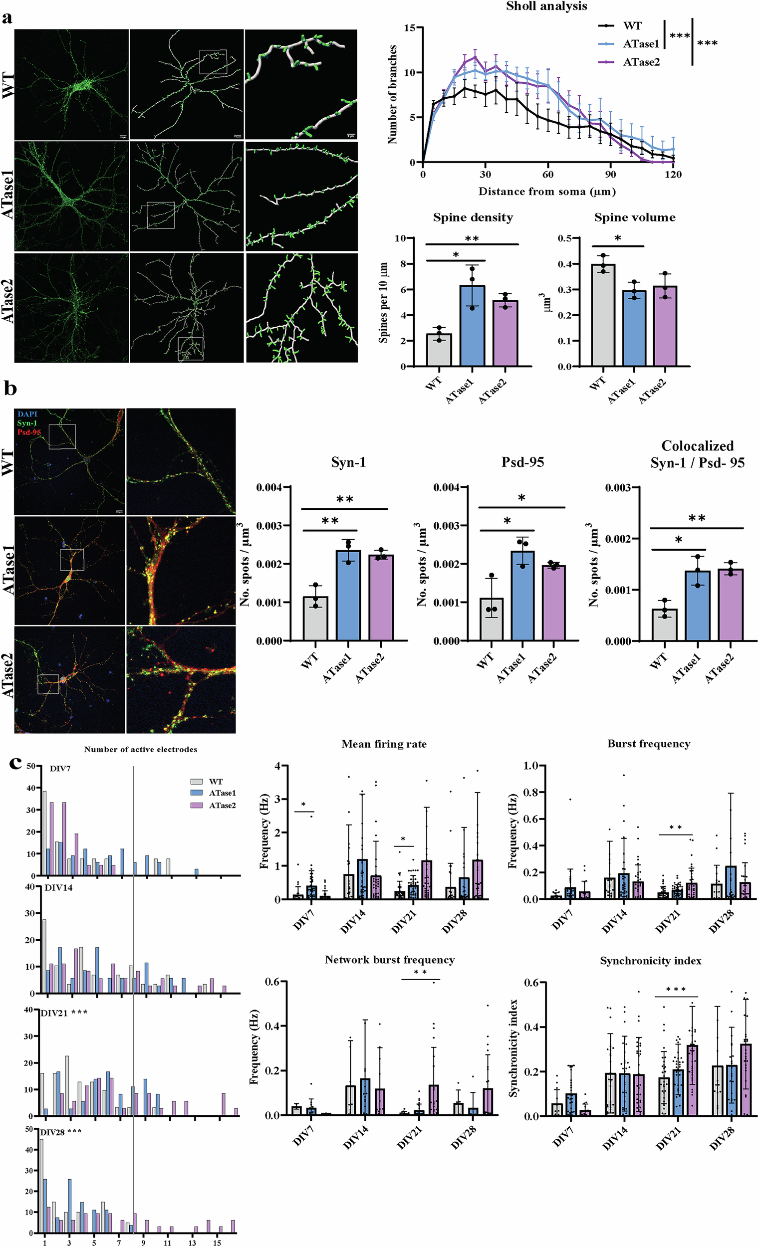 Fig. 4: Primary hippocampal neurons from ATases nTg mice exhibit increased dendritic branching, spine density, and spontaneous activity.