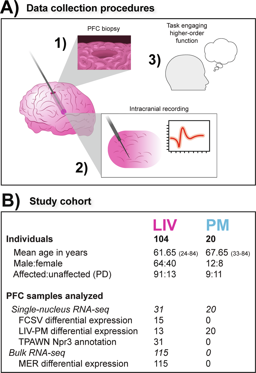 生体脳における神経伝達関連遺伝子発現の特定（Study Identifies Gene Expression Program Linked to Neurotransmission in the Living Human Brain）
