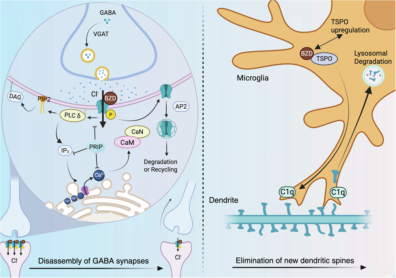 bpc 157 benzo withdrawal Synaptic correlates of benzodiazepine tolerance
