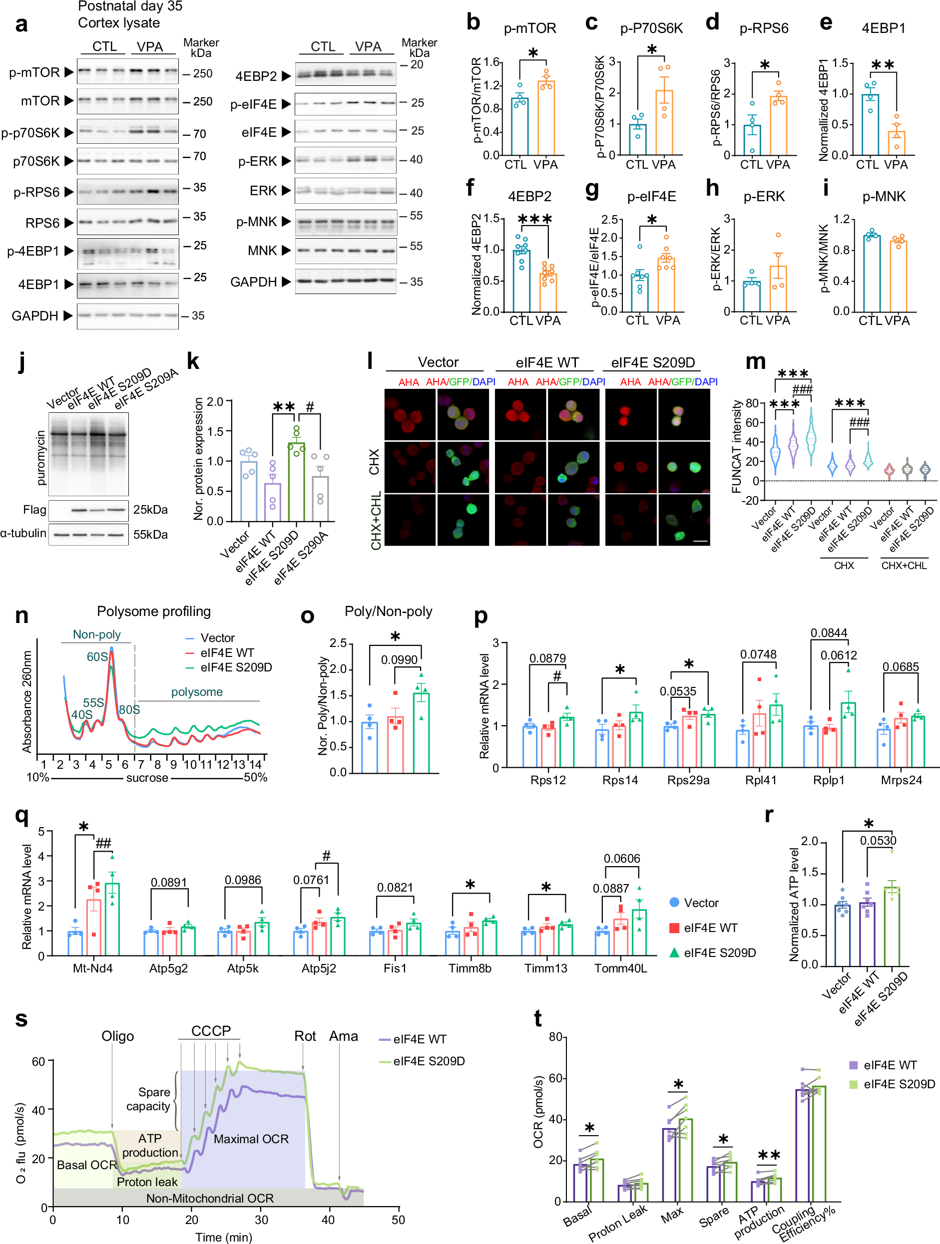 Fig. 4: eIF4E activation leads to increased ribosomal/mitochondrial protein synthesis and enhanced mitochondrial respiration.