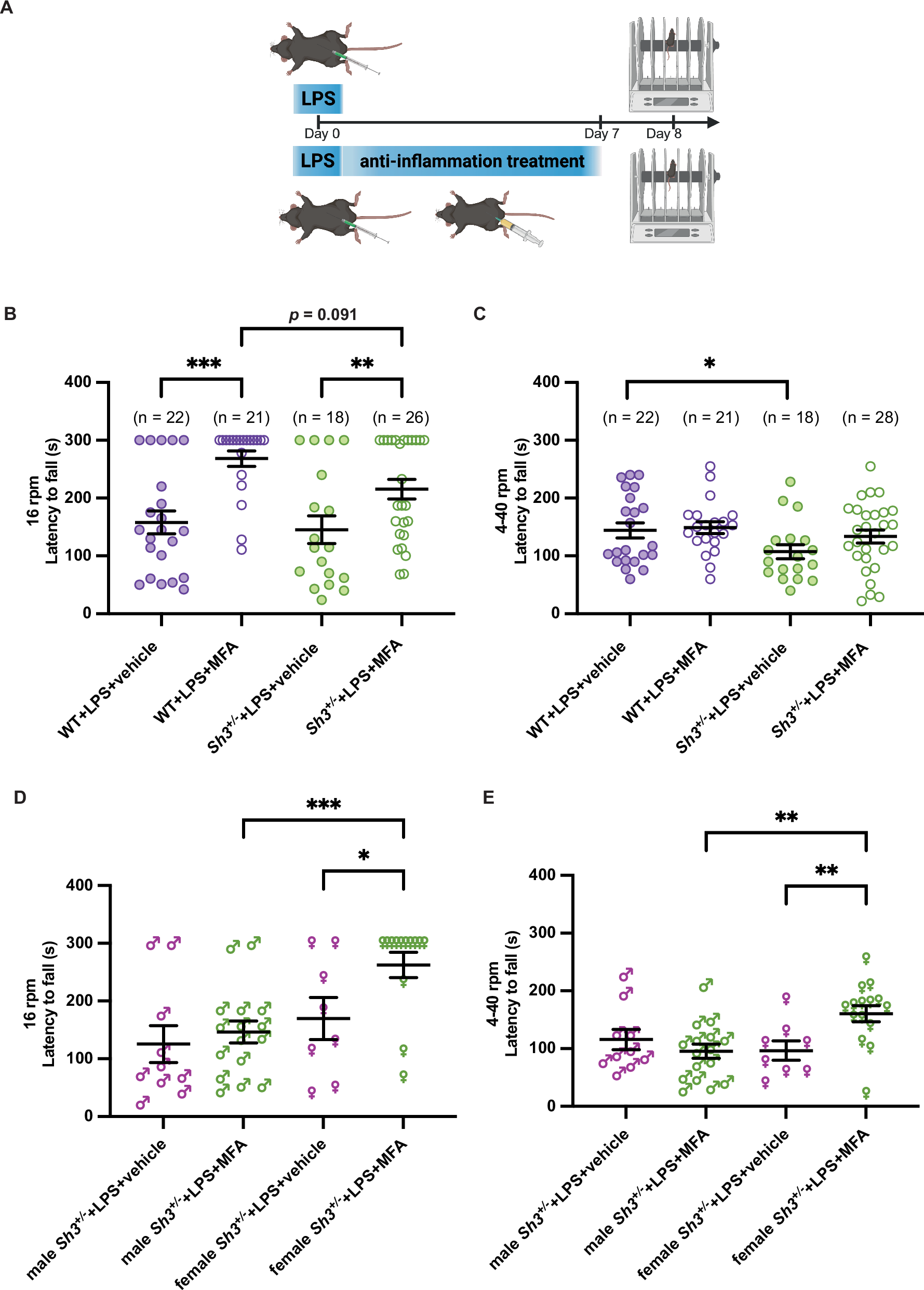 Fig. 2: Mefenamic acid (MFA) partially improved the motor behavior deterioration in WT and Sh3+/− mice.