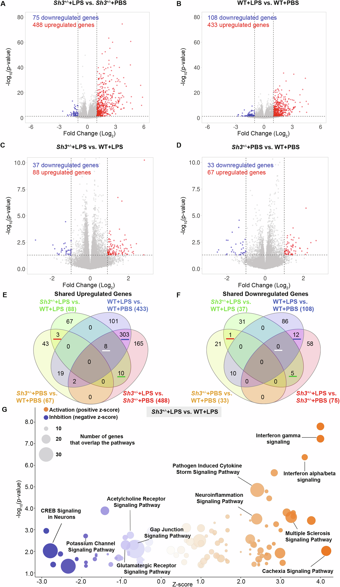 Fig. 3: Bulk RNA sequencing revealed distinct molecular mechanism underlying LPS effect on Sh3+/− mice.