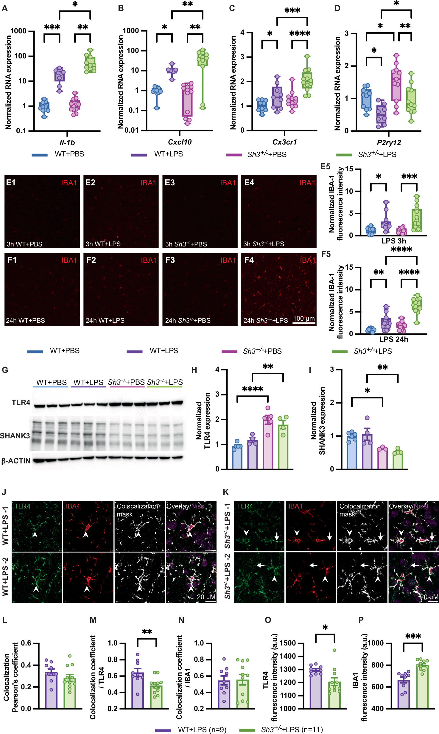Fig. 4: Neuroinflammation increased in Sh3+/− mice compared to WT mice in response to LPS.