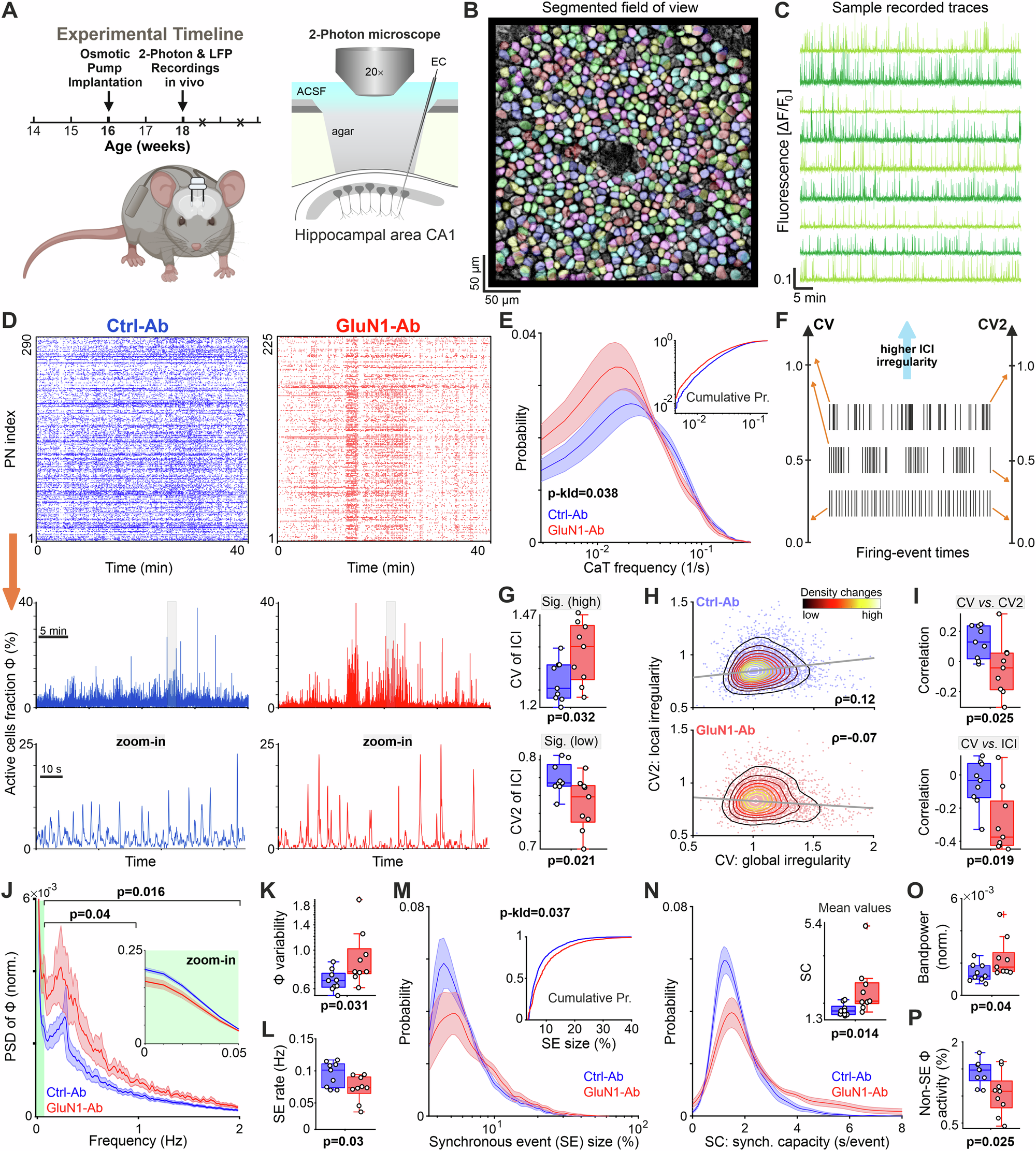 Fig. 1: GluN1-Ab increases intrinsic network synchrony while reducing baseline activity in CA1.