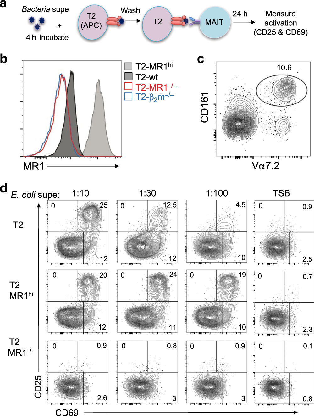 Tuning of human MAIT cell activation by commensal bacteria species and  MR1-dependent T-cell presentation | Mucosal Immunology